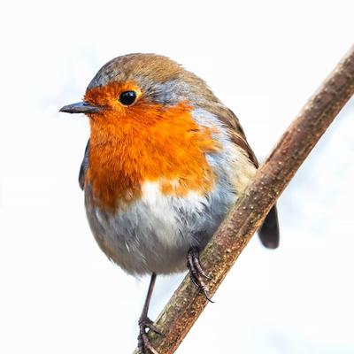 robin_wren@mastoart.social