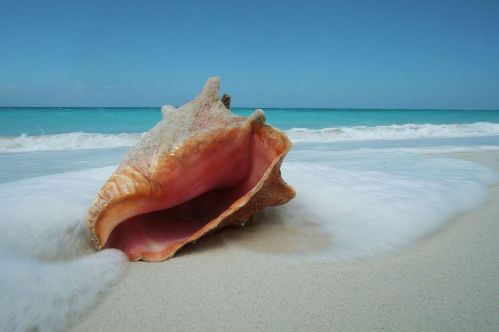 An ocean wave tumbles on the shore, wrapping itself around a conch shell lies on the beach. The tropical waters are turquoise in colour and the sands are “white."