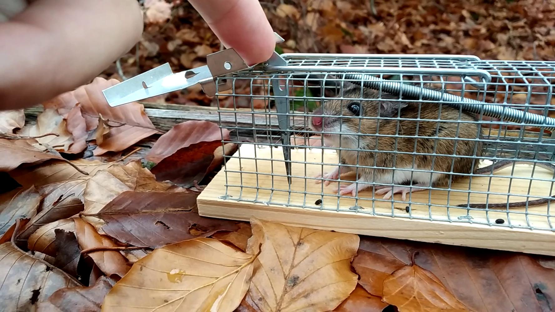 A mouse in a live trap on dry leaves on a lying tree trunk in the forest. A human pointer finger pushes open the door of the trap to release the mouse into the wild. A mouse in a live trap on dry leaves on a lying tree trunk in the forest. A human pointer finger pushes open the door of the trap to release the mouse into the wild.