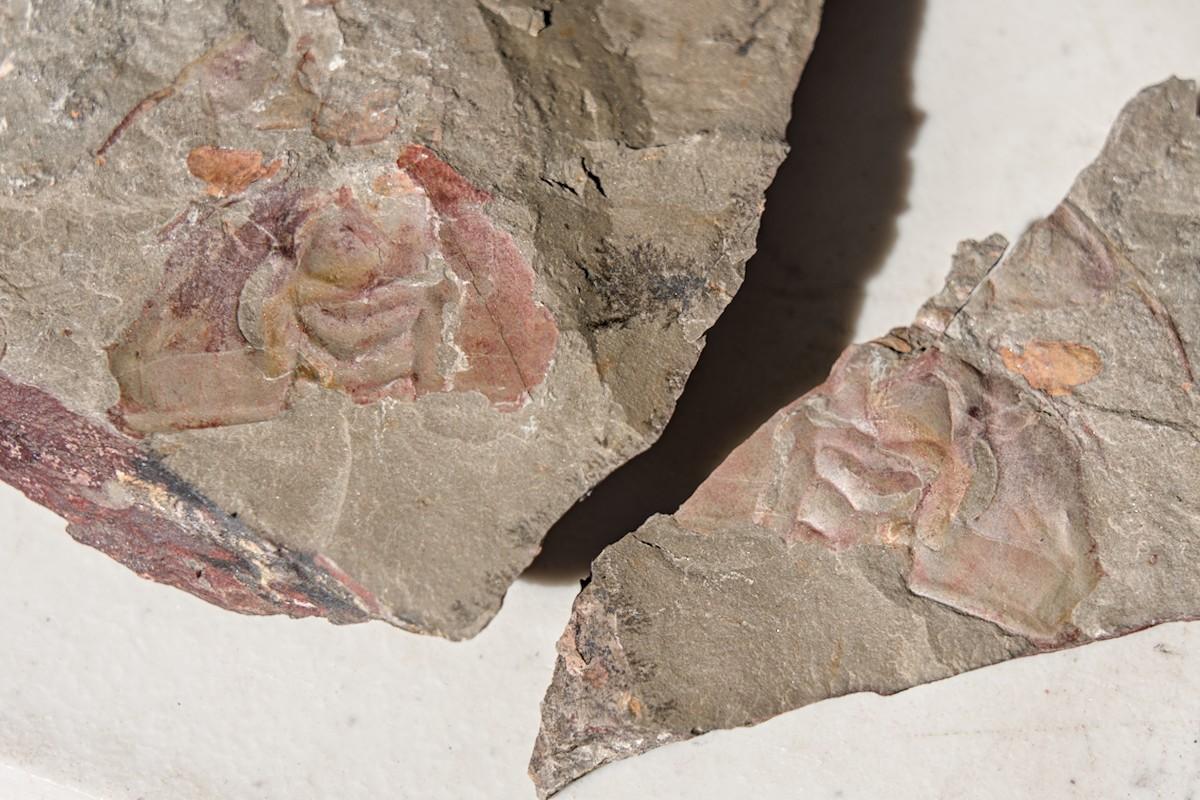A color landscape photo of a fossil. It is both the mold and the cast of the shedded exoskeleton head of one of the earliest higher life forms, a trilobite. The rock it is in is a grayish green fine grain mudstone. The head looks like a small round ball with delta wings.