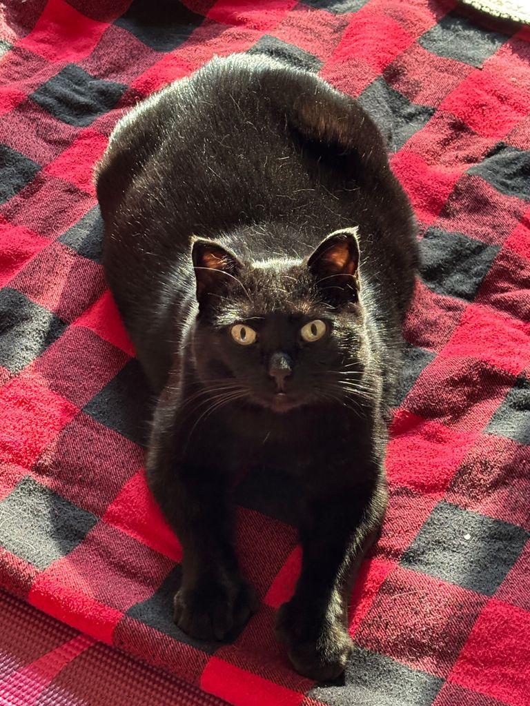 Photo of my black cat sitting semi-loaf-like on a black and red plaid blanket. Her front legs are out, showing off her polydactyl paws. The sun is shining through a window behind her, casting a bit of glow to the edge of her fur.