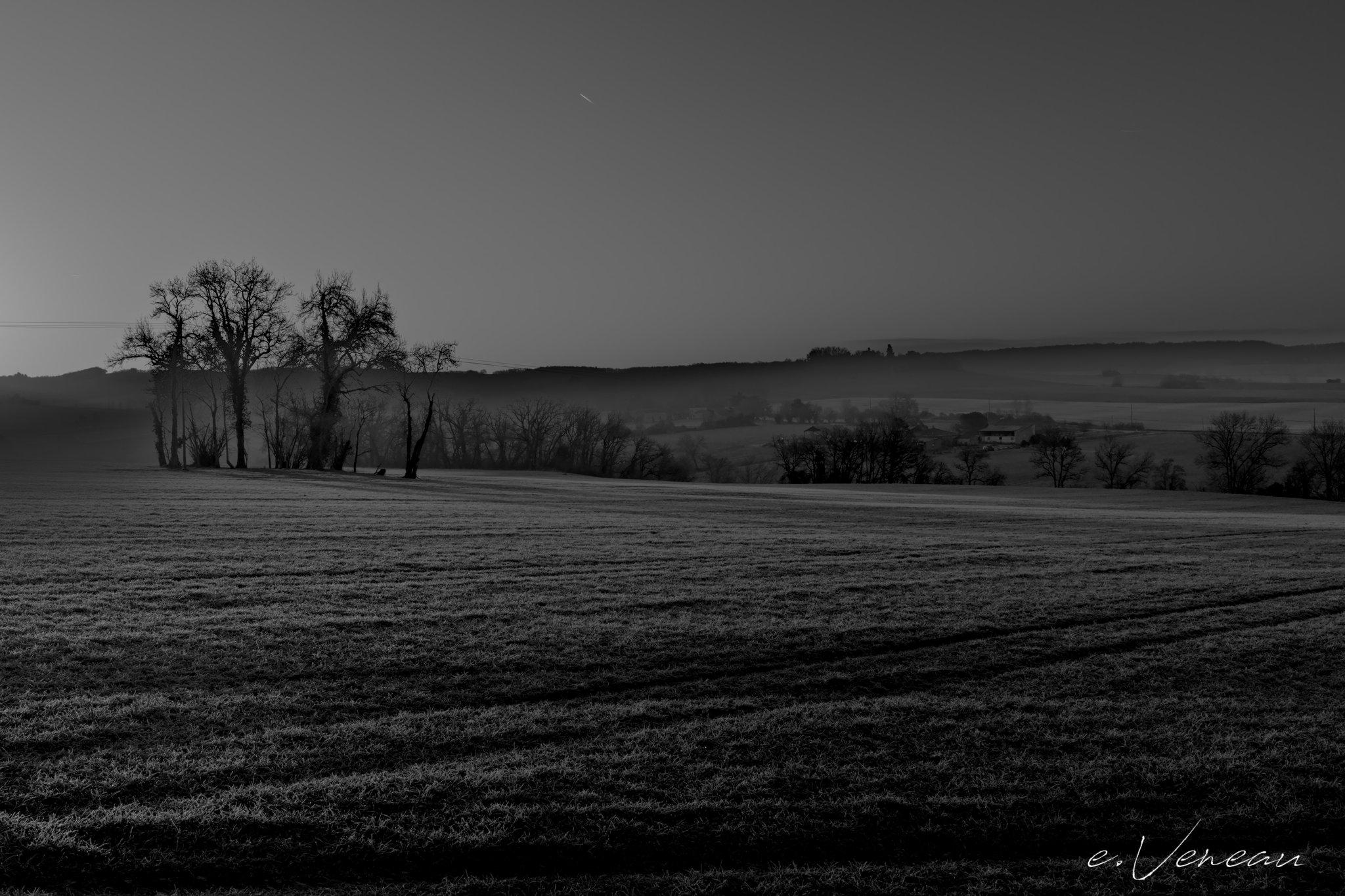 A grove of trees against the light on a hill where the mist clings