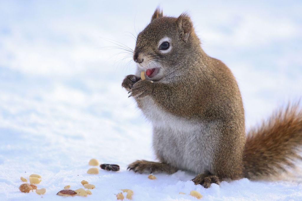 Close up of a squirrel sitting on the snow, holding and eating a piece of peanut from a small collection spilled around its feet. Its mouth is open, and the squirrel's pink-red tongue is sticking out.