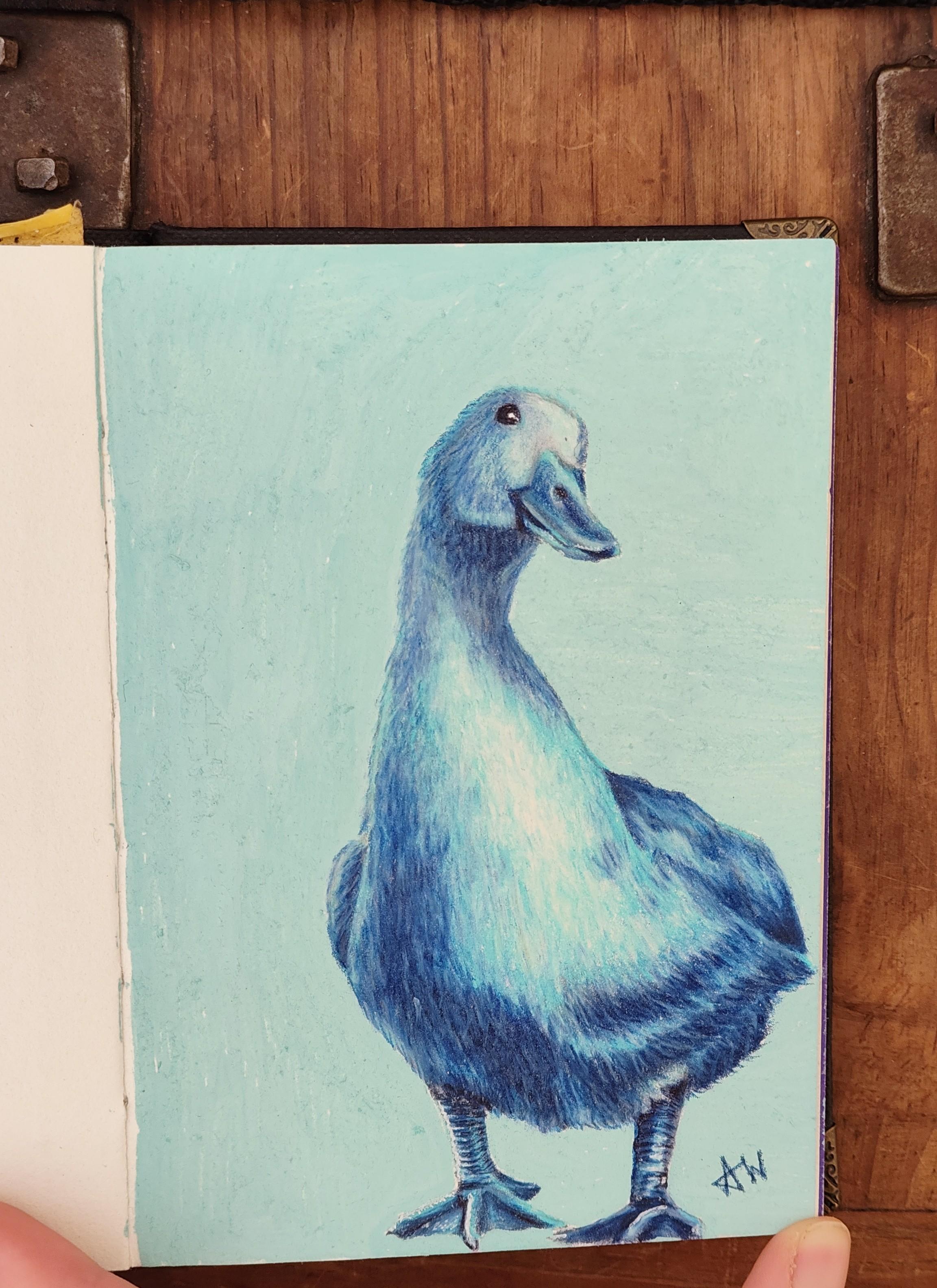 Front-facing drawing of a white duck with its head tilted slightly to one side. The bird is rendered in layered shades of blue, with only the brightest highlights left white. A flat turquoise background surrounds the duck.