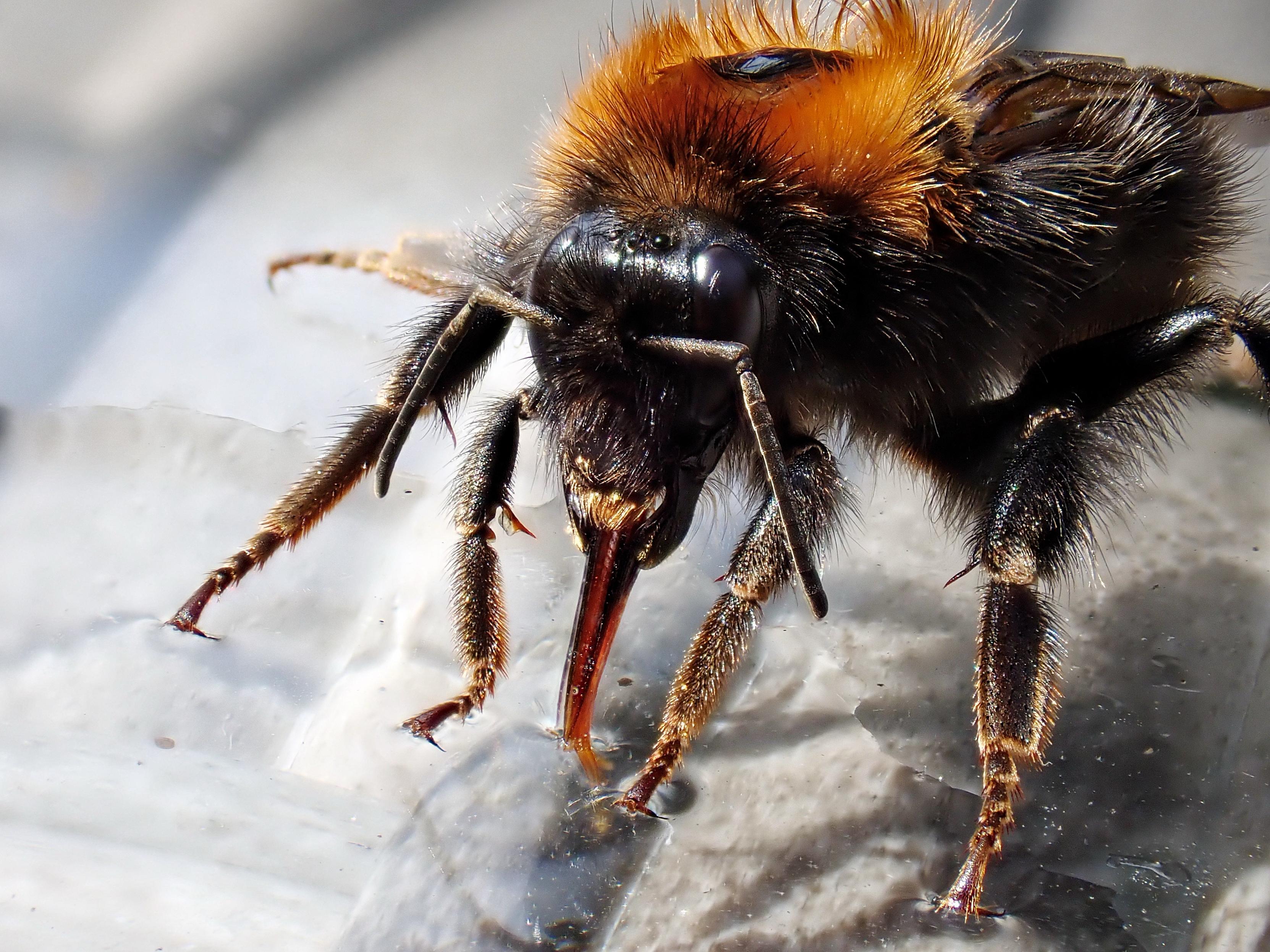 Close-up macro image showing a tree bumblebee drinking a sugary water solution on our patio table with its broad, orangey-brown 'tongue' and showing detail of its orange and black 'fur'.