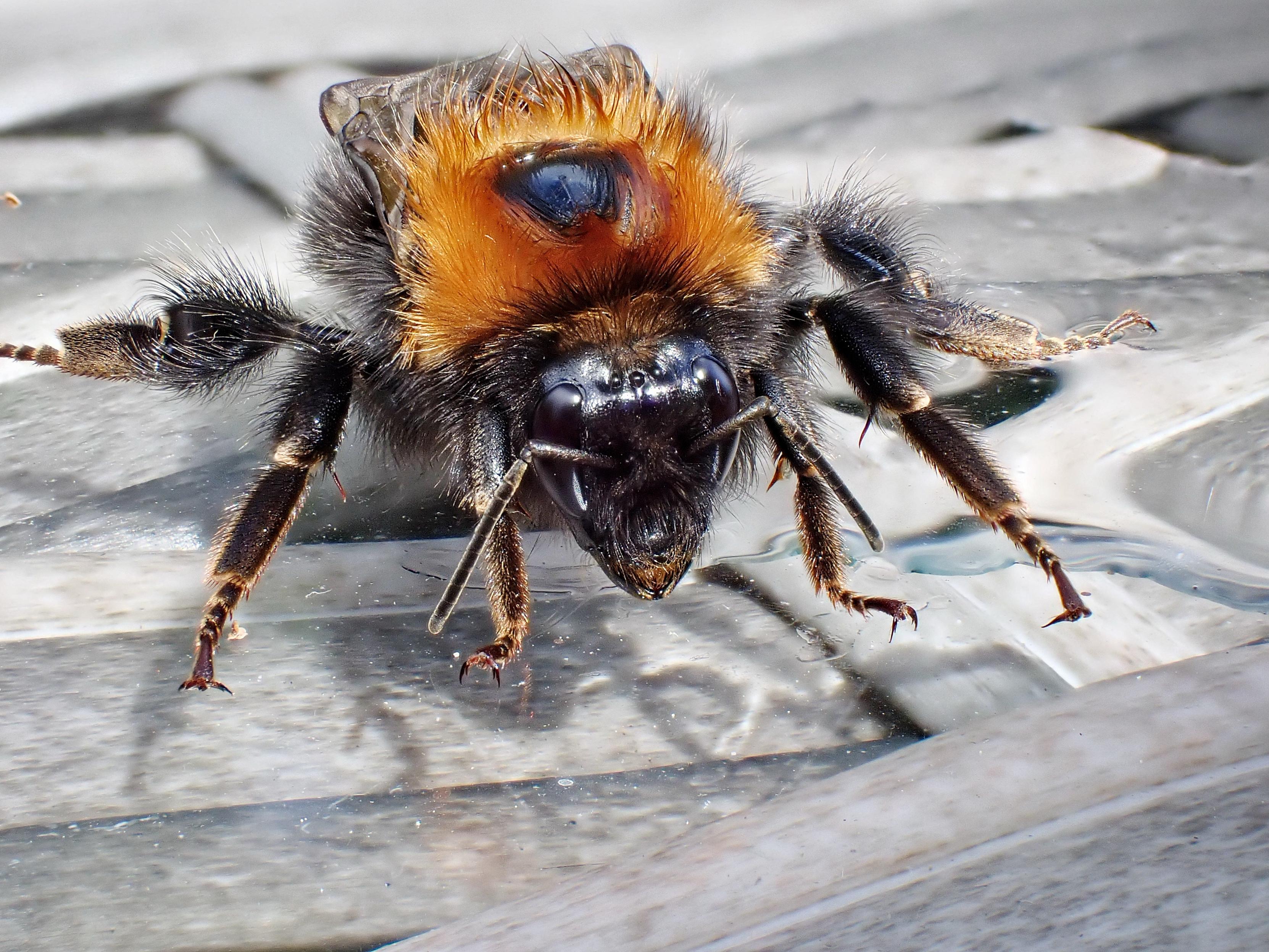 Close-up macro image showing the amazing detail of a tree bumblebee drinking
