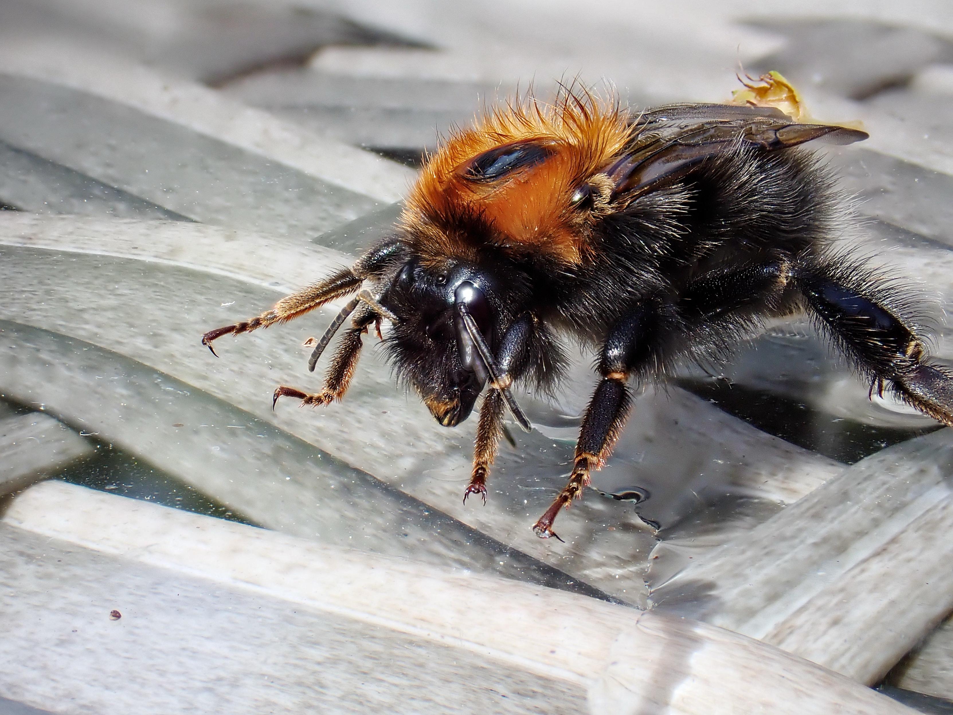 Slight side-on shot of a tree bumbleee taken in close-up with my Tough TG7 field camera