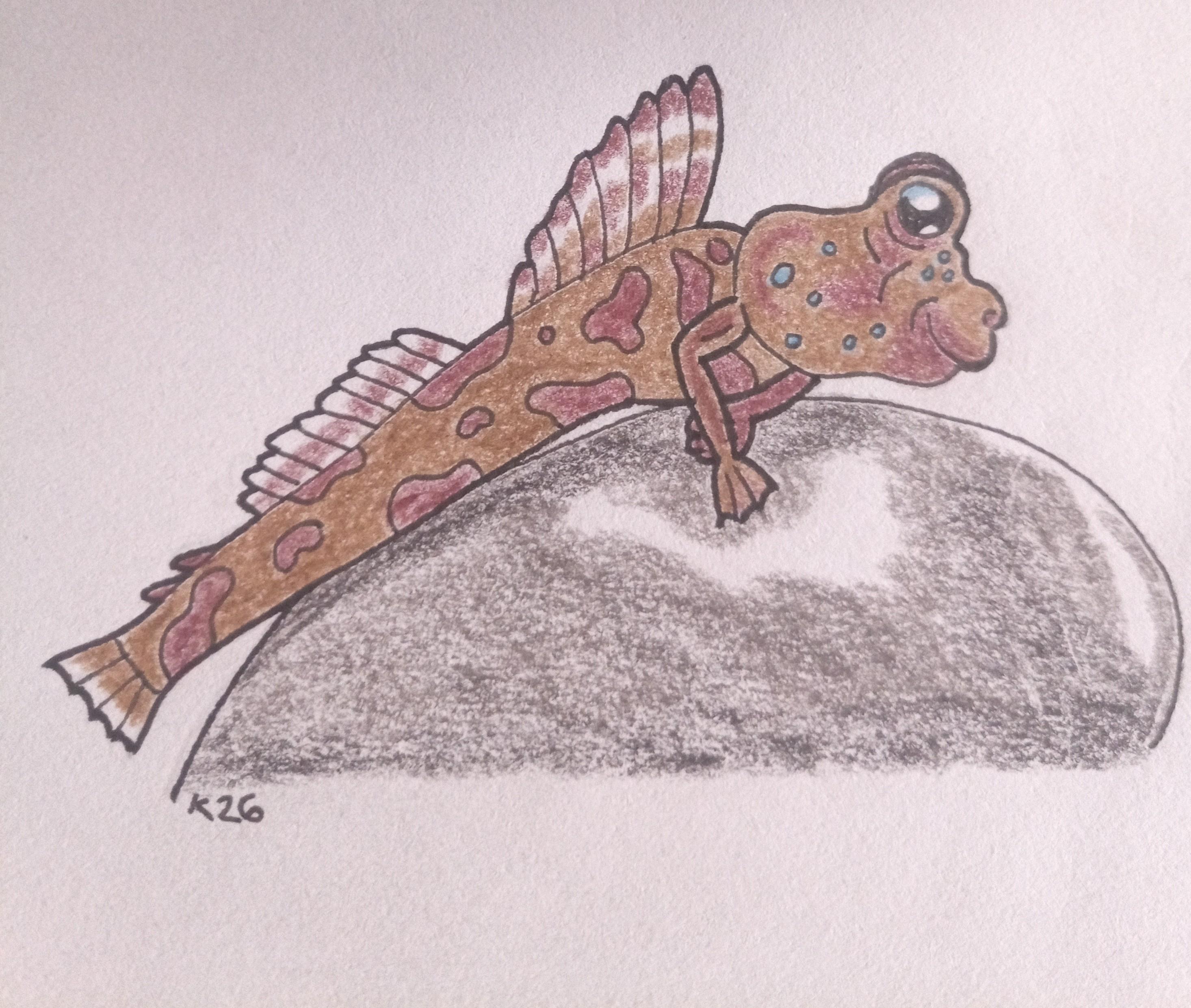 Cartoon style profile drawing of a long thin fish out of water, with large eyes and pectoral fins that support weight and are similar to arms, on a rock.