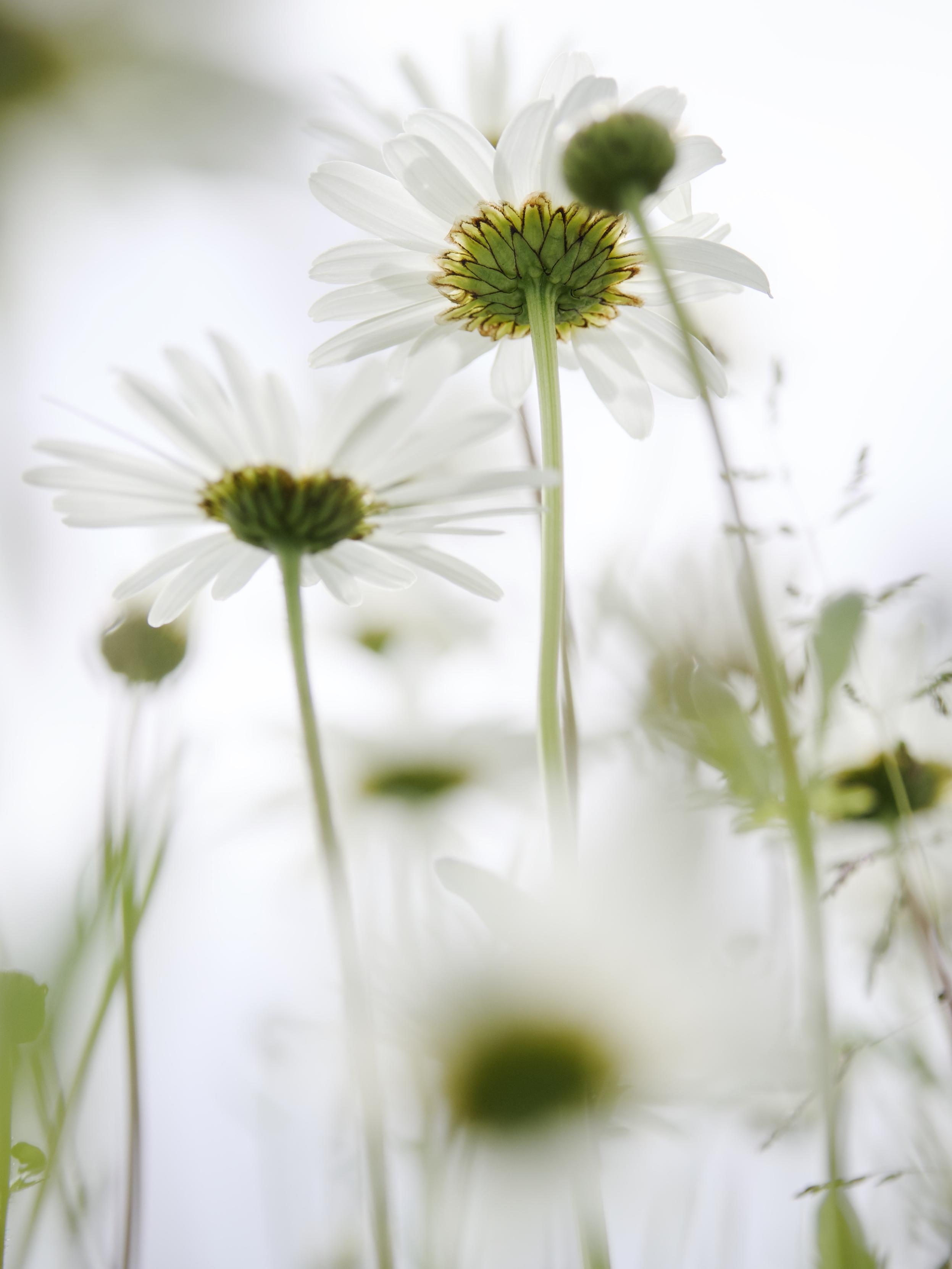 Oxeye daisies photographed from ground level against a bright sky as the breeze sways the long stems, the image is focused sharply one the underside of one central flower, revealing the intricate pattern of the petals and base, while other daisies fall off into softer focus