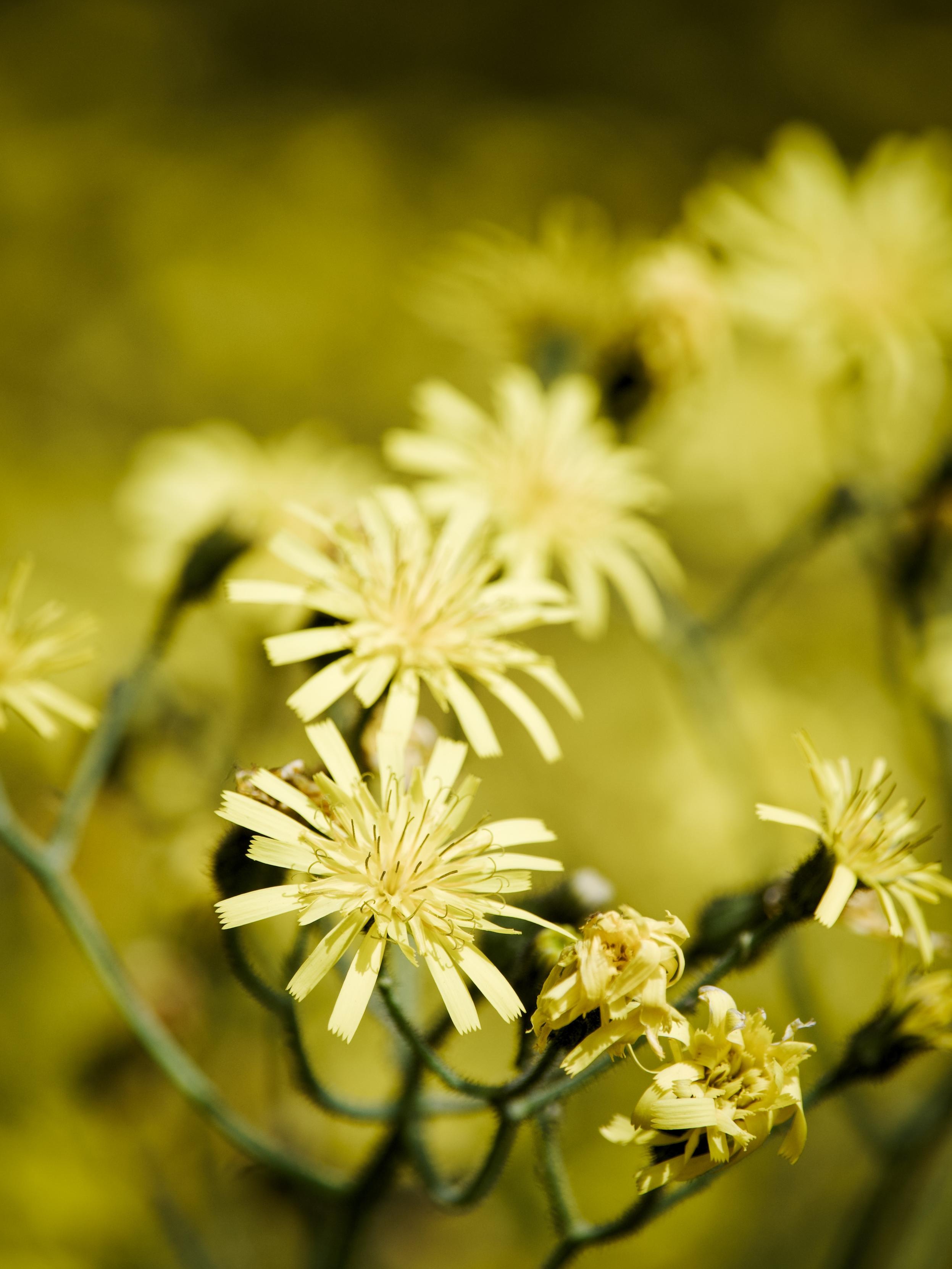 The flower head of chicory with its bright yellow petals is in sharp focus toward the bottom of the image while other flowers around it are in softer focus