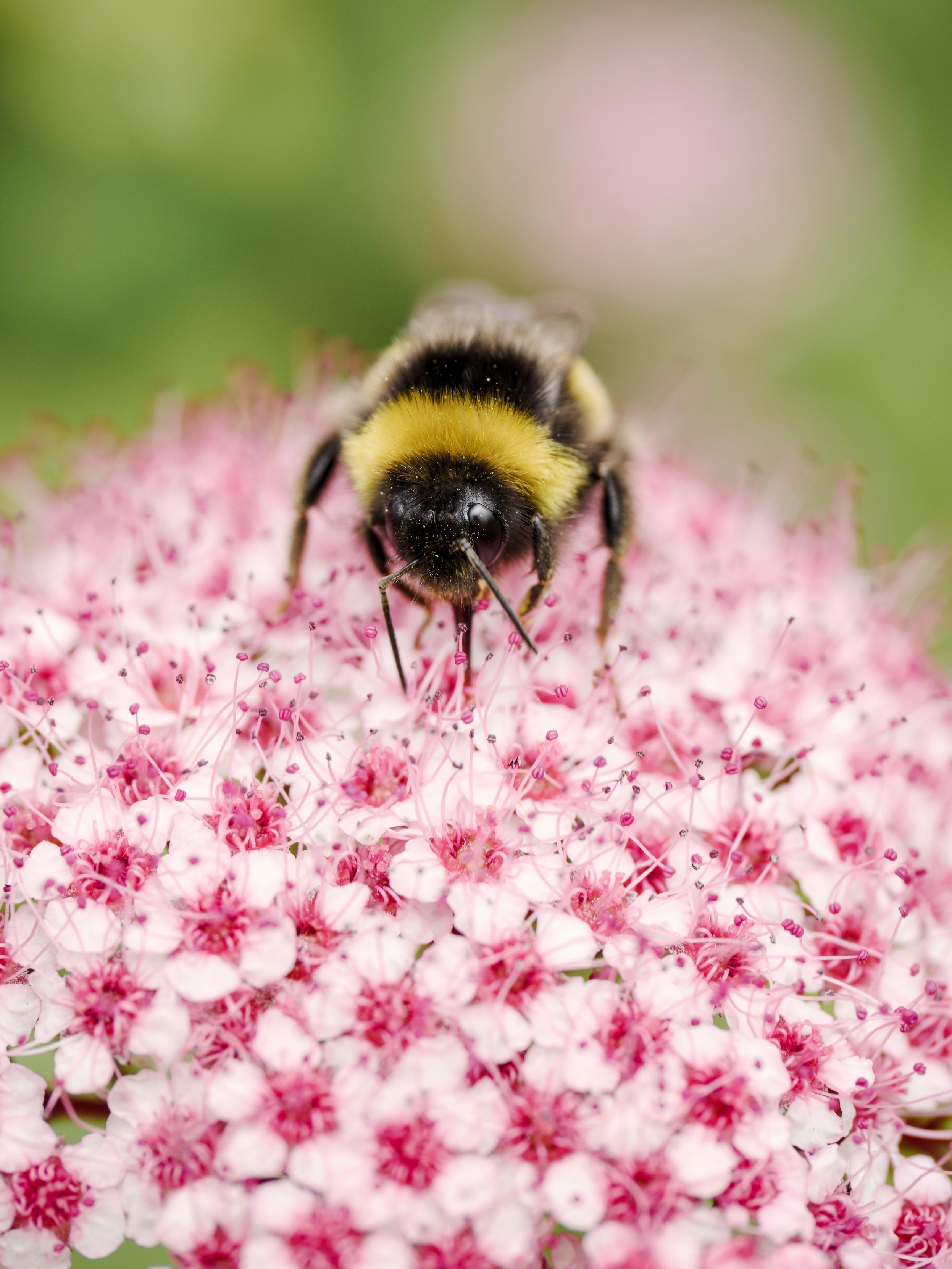 A bumblee with its tongue buried deep among the pink and white flowers clustered on a long valerian stem