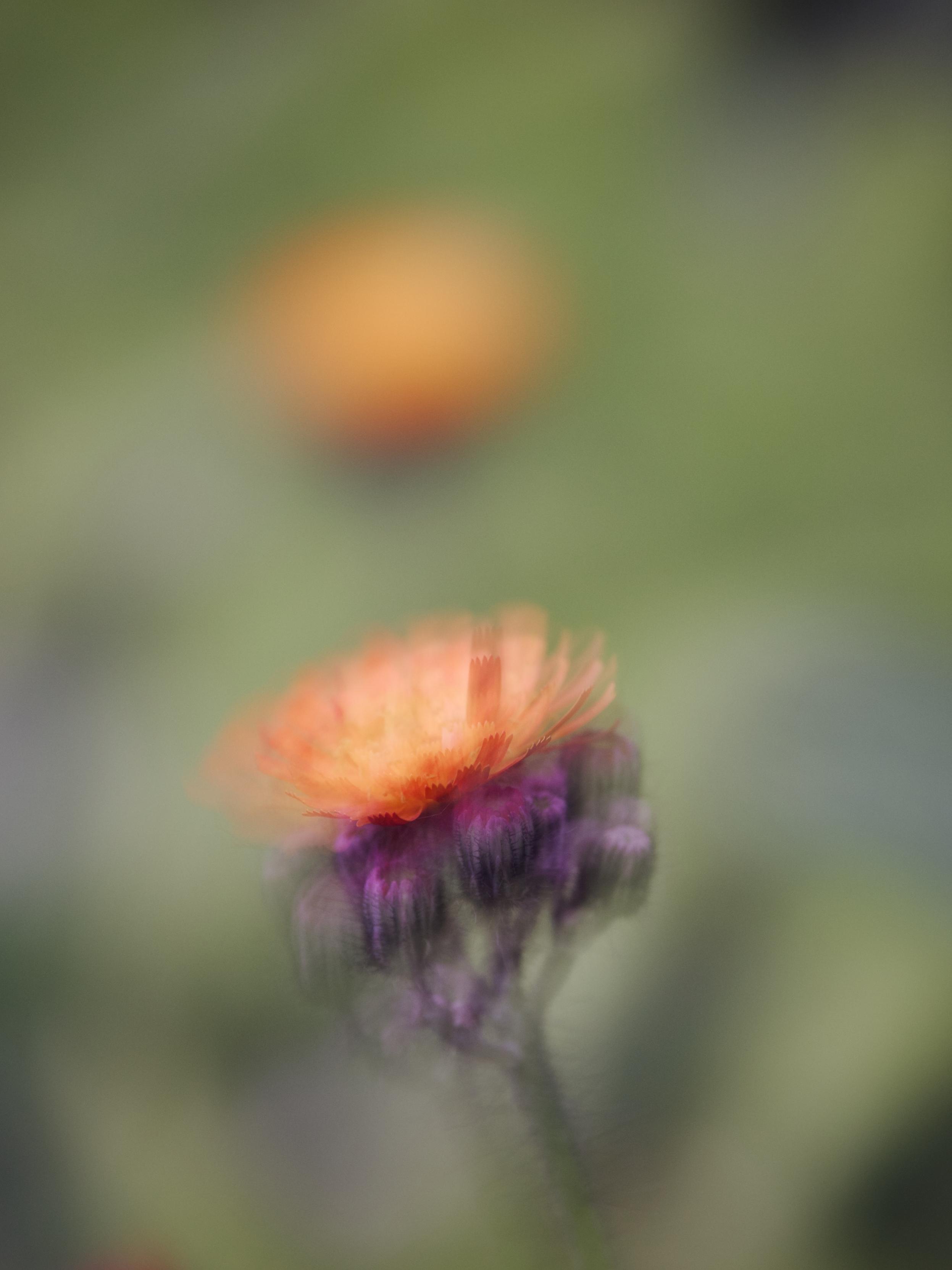The vivid oranges and purple base of a hawkweed flower head sways in the breeze, with another flower head heavily blurred in the soft, green background