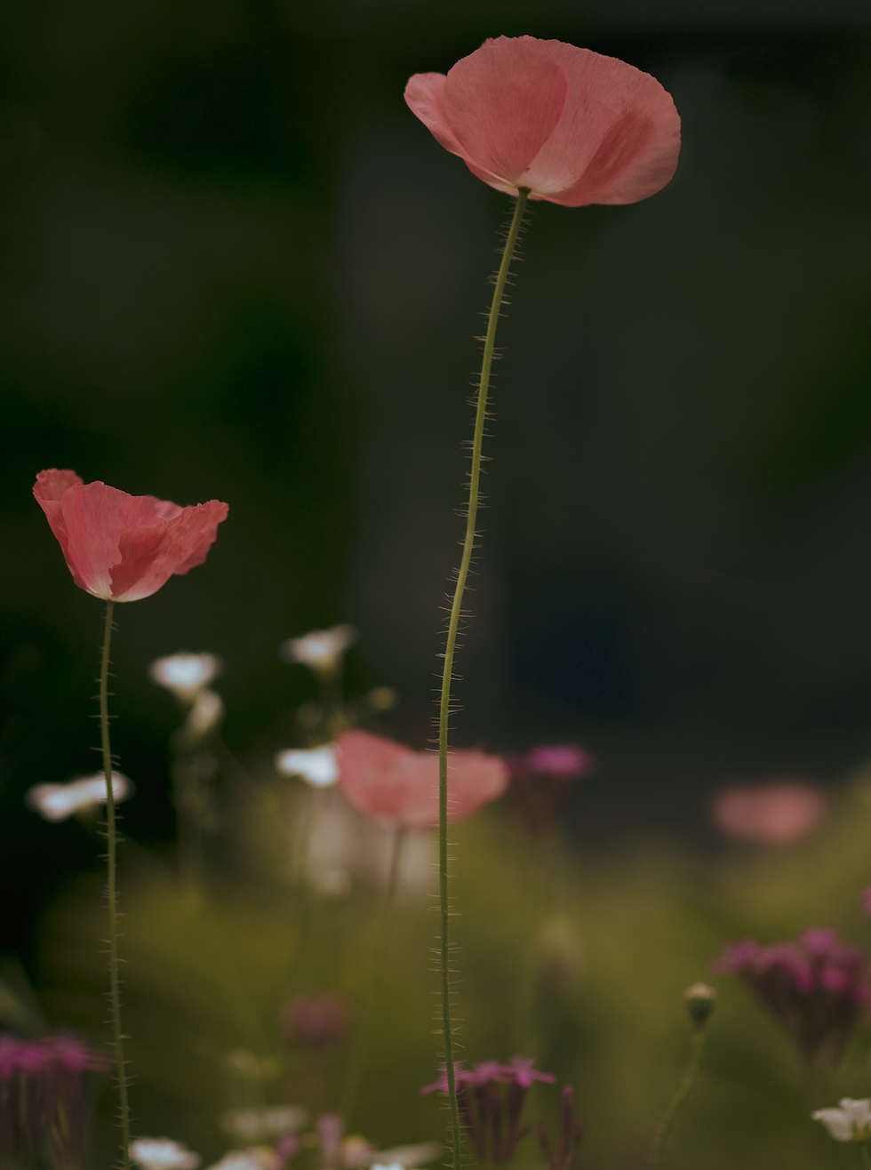 Wild poppies and other wildflowers in pinks and whites with blurry bright yellowish green grasses at the bottom of the frame and dark green, almost black, at the top. Two pink poppies with fuzzy stems are in focus in the foreground, with one towering above the other in the centre.
