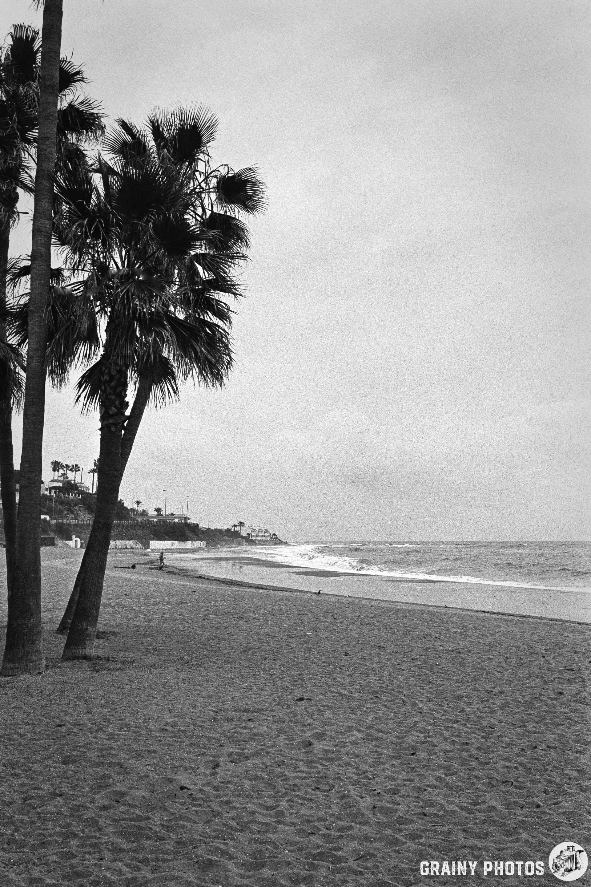 A black and white coastal scene featuring palm trees along a sandy beach with gentle waves lapping at the shore, under a cloudy sky. A lone figure walks near the water's edge, capturing a serene and tranquil atmosphere.