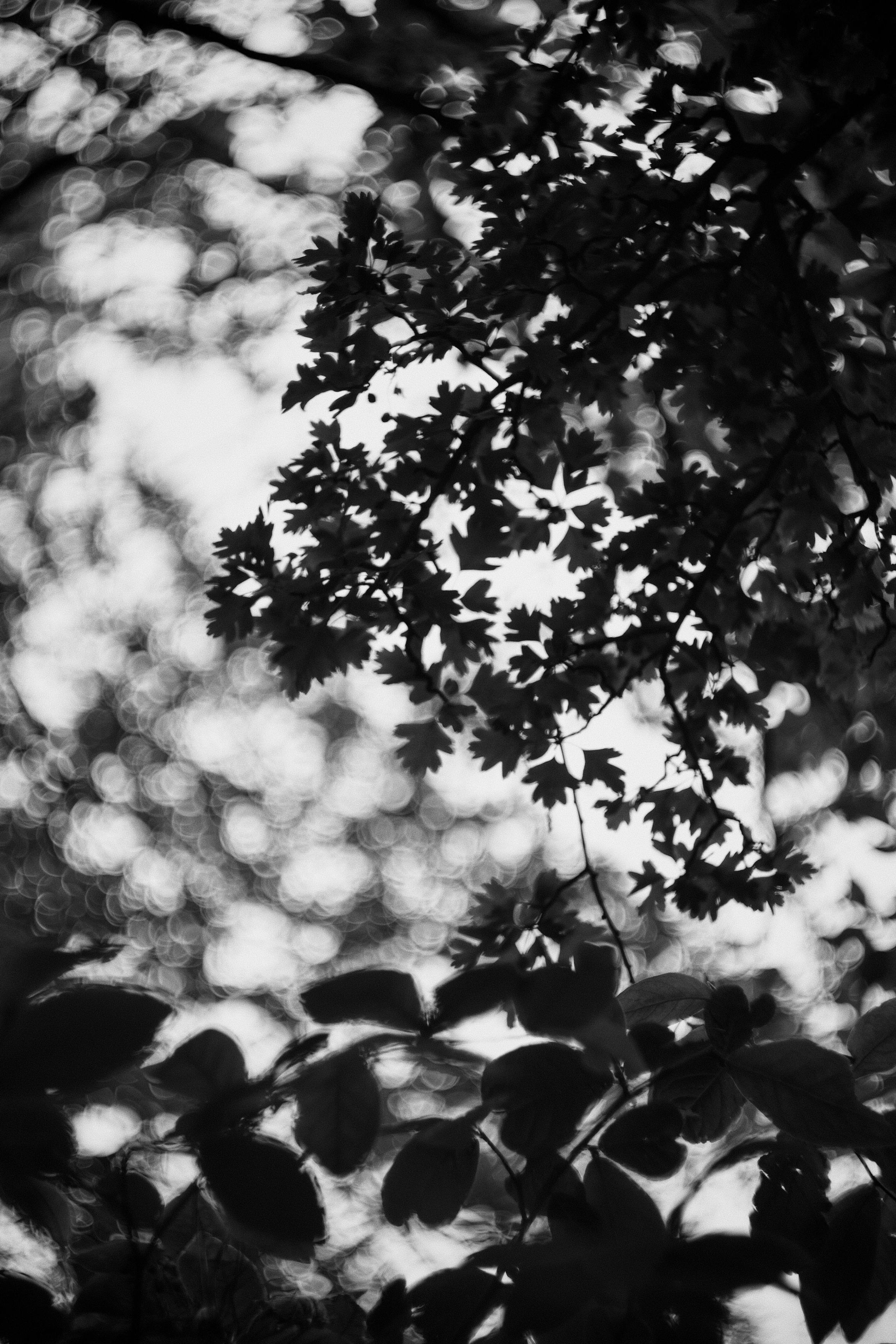 Black and white scene shot through the leaves of a hawthorn blowing gently in the wind and because I am shooting toward the light there are swirling speculation highlights created through the trees in the background