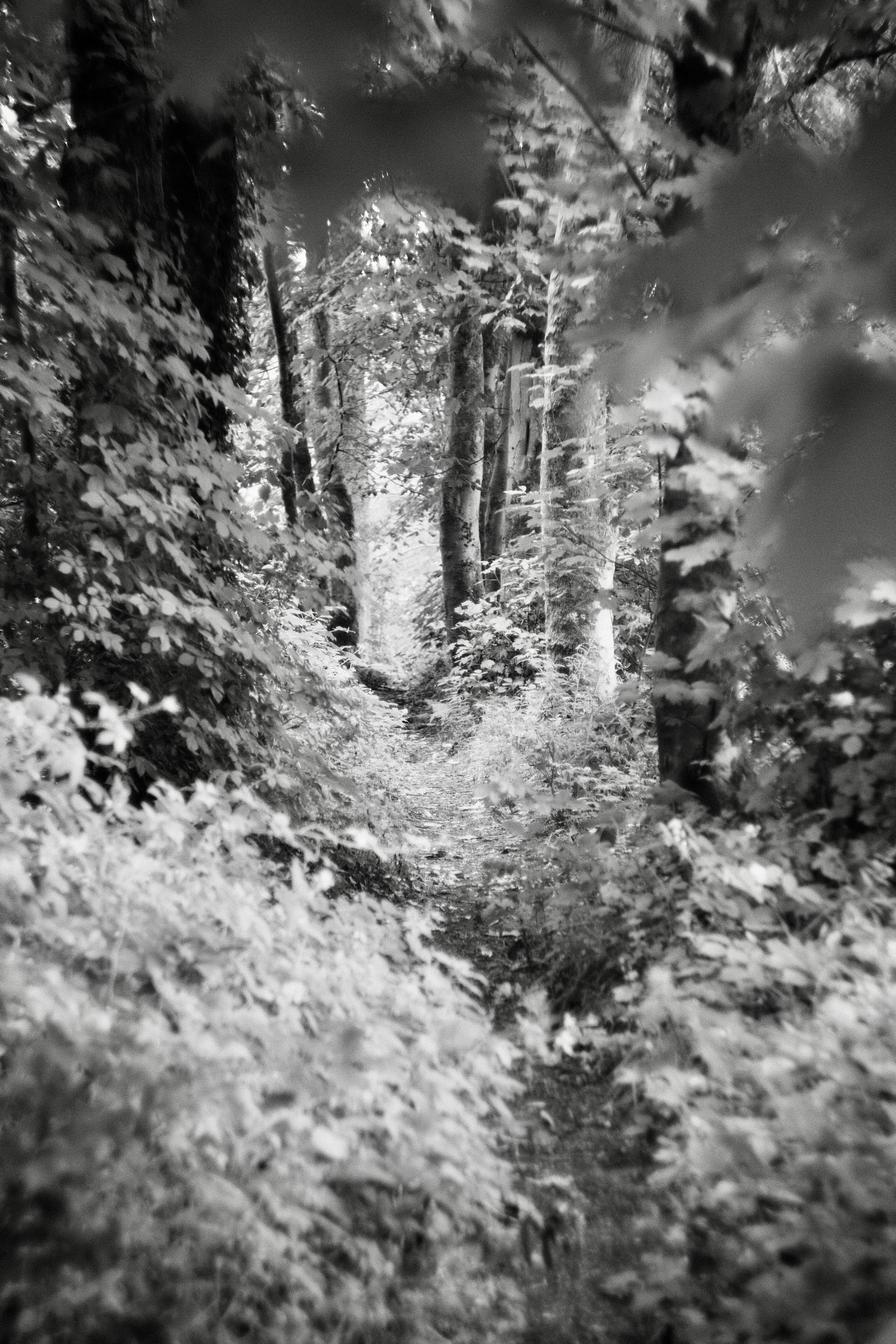 Black and white image taken with a vintage Soviet lens from the 70s of a narrow woodland trail crowded on both sides by trees and bushes, where some of the leaves have an almost infrared glow to them.