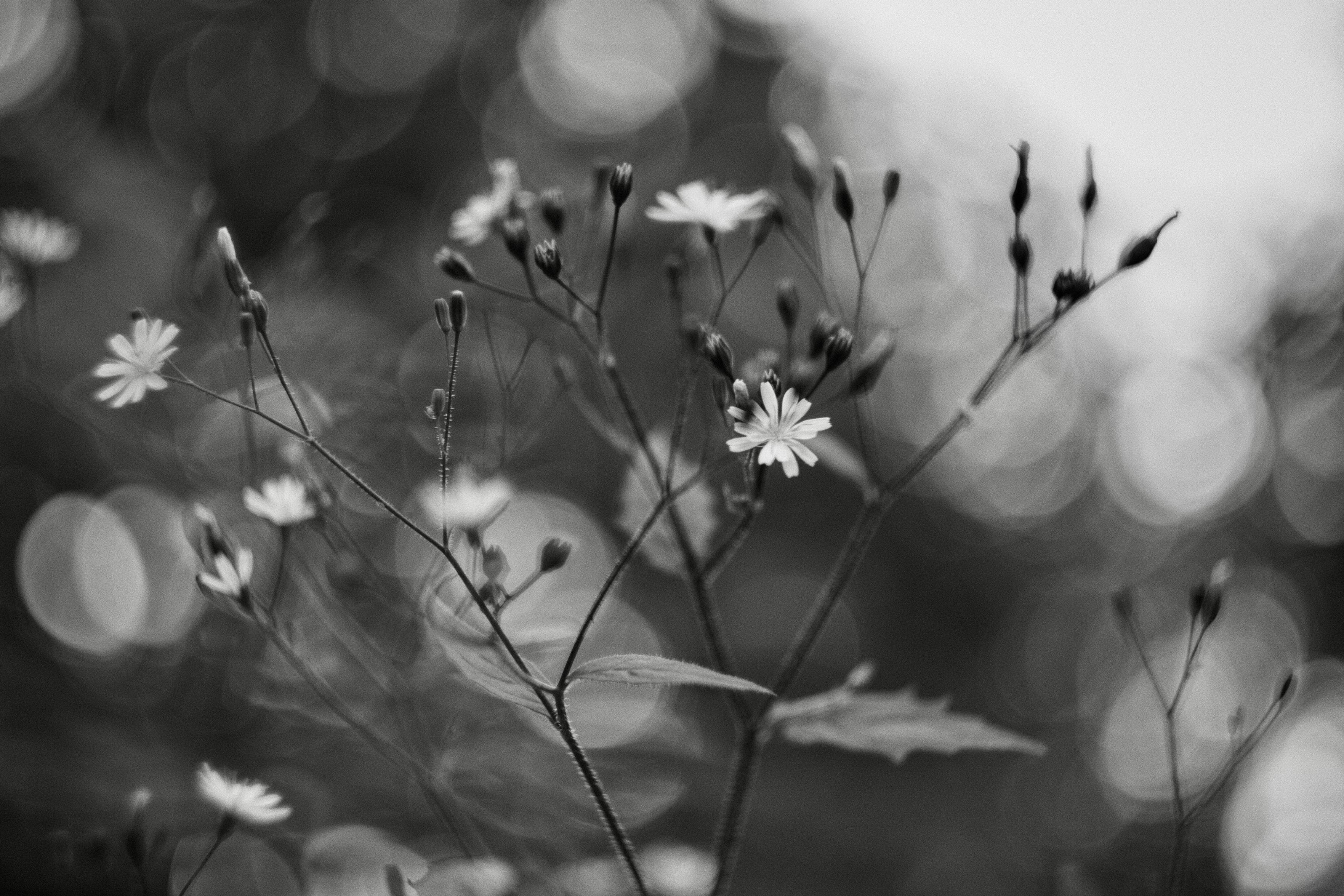 Black and white image of chicory flowers on slender stems blowing in the breeze, against a backdrop of large bokeh balls of specular highlights created by the vintage Soviet Helios lens.