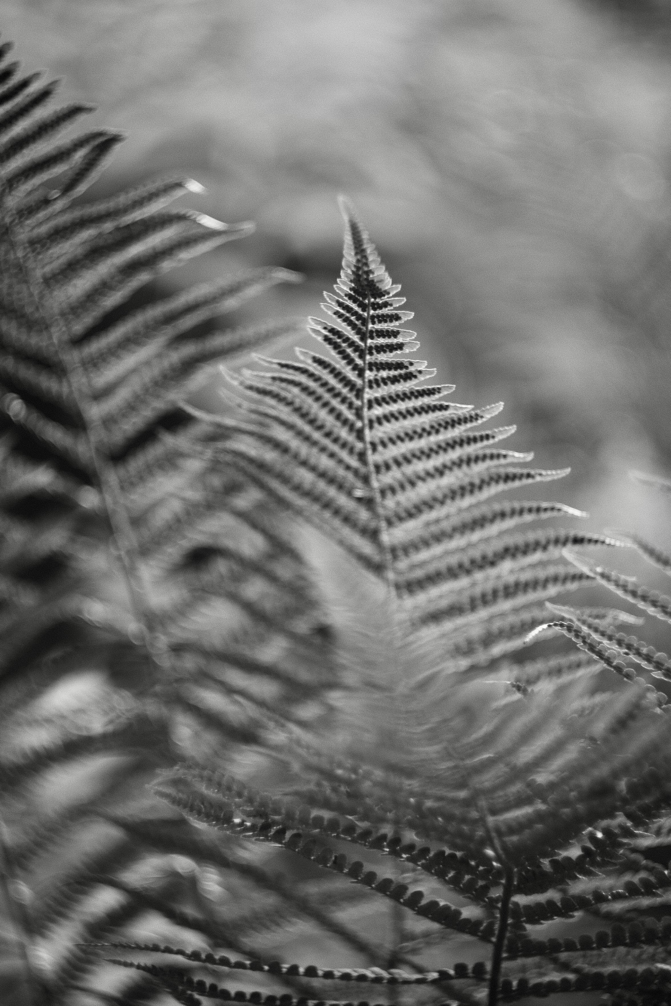 Black and white image showing a series of fern leaves where only the central frond is in sharp focus, captured at f2.0 with the Helios 44m lens.