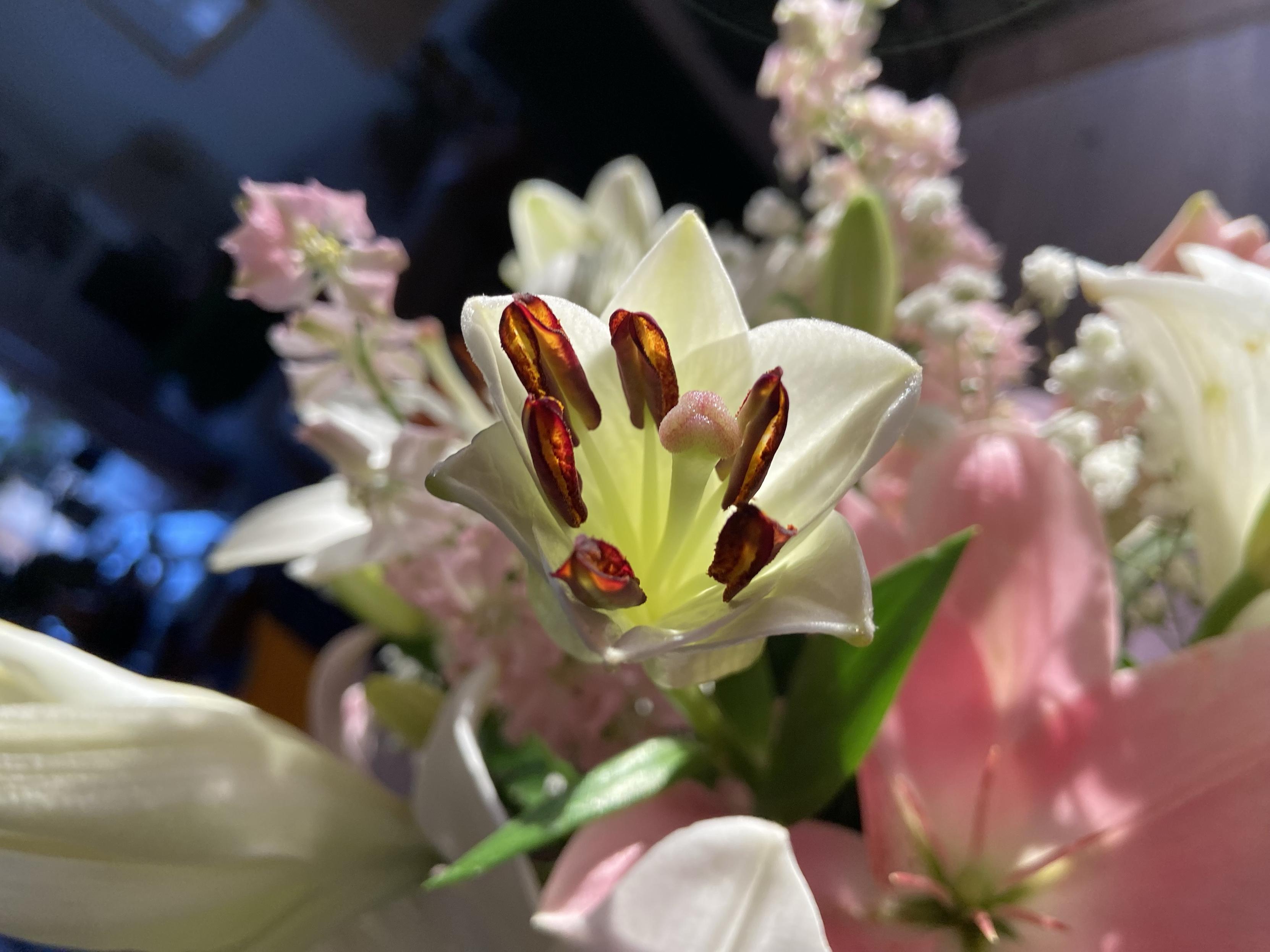 Looking down at a bouquet of pink and white flowers. In the center, a white lily opening to reveal six red tipped stamens, bright in the sun.