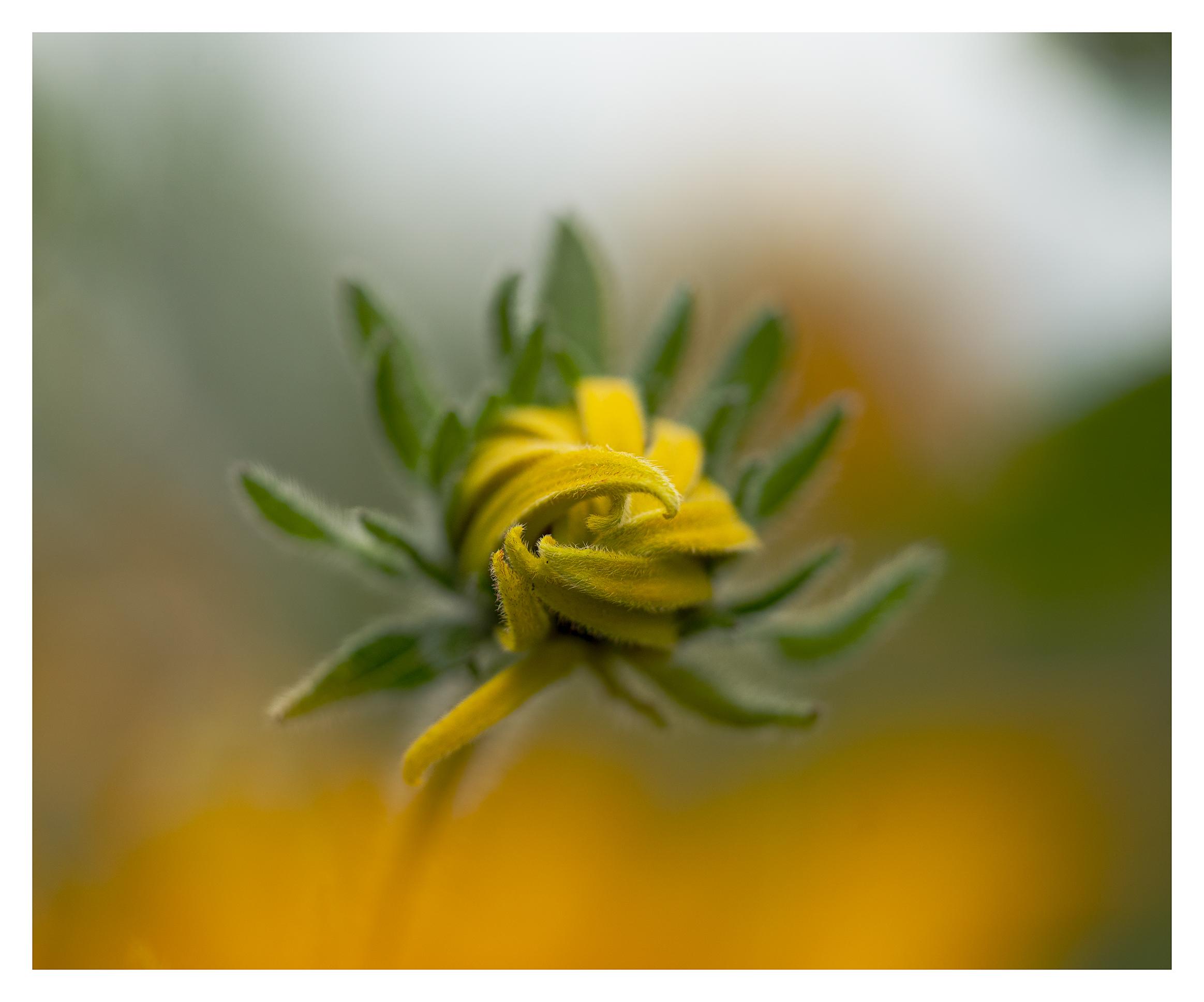 A new, bright yellow rudbeckia flower close-up, its pedals still twisted tightly together before opening. If your imagination allows it, the petals may suggest arms wrapped around the flower as though squeezing itself in a hug. In the blurry background, the flower's green leaves, as well as the oranges and greens of other plants. 