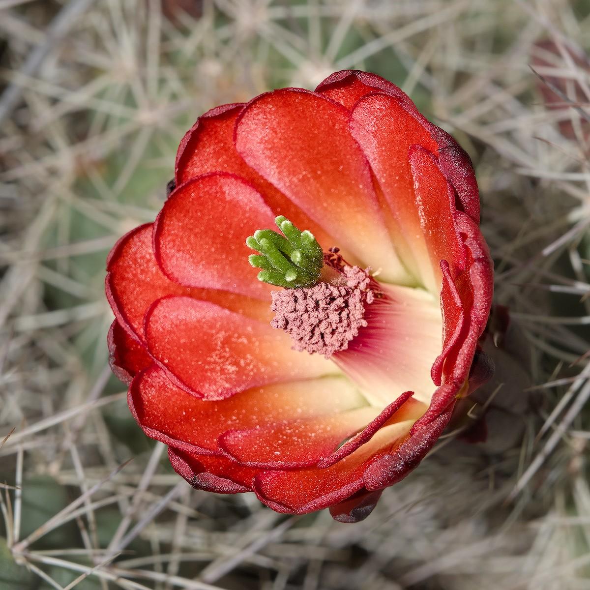 A square color photo of a single cactus flower. The flower is bright red fading to a yellow in the center. Out of the center is a stamen that looks like a light red broccoli flowerette. From the middle of the stamen is a small bright green stigma. Out of focus cactus needles are seen in the background.