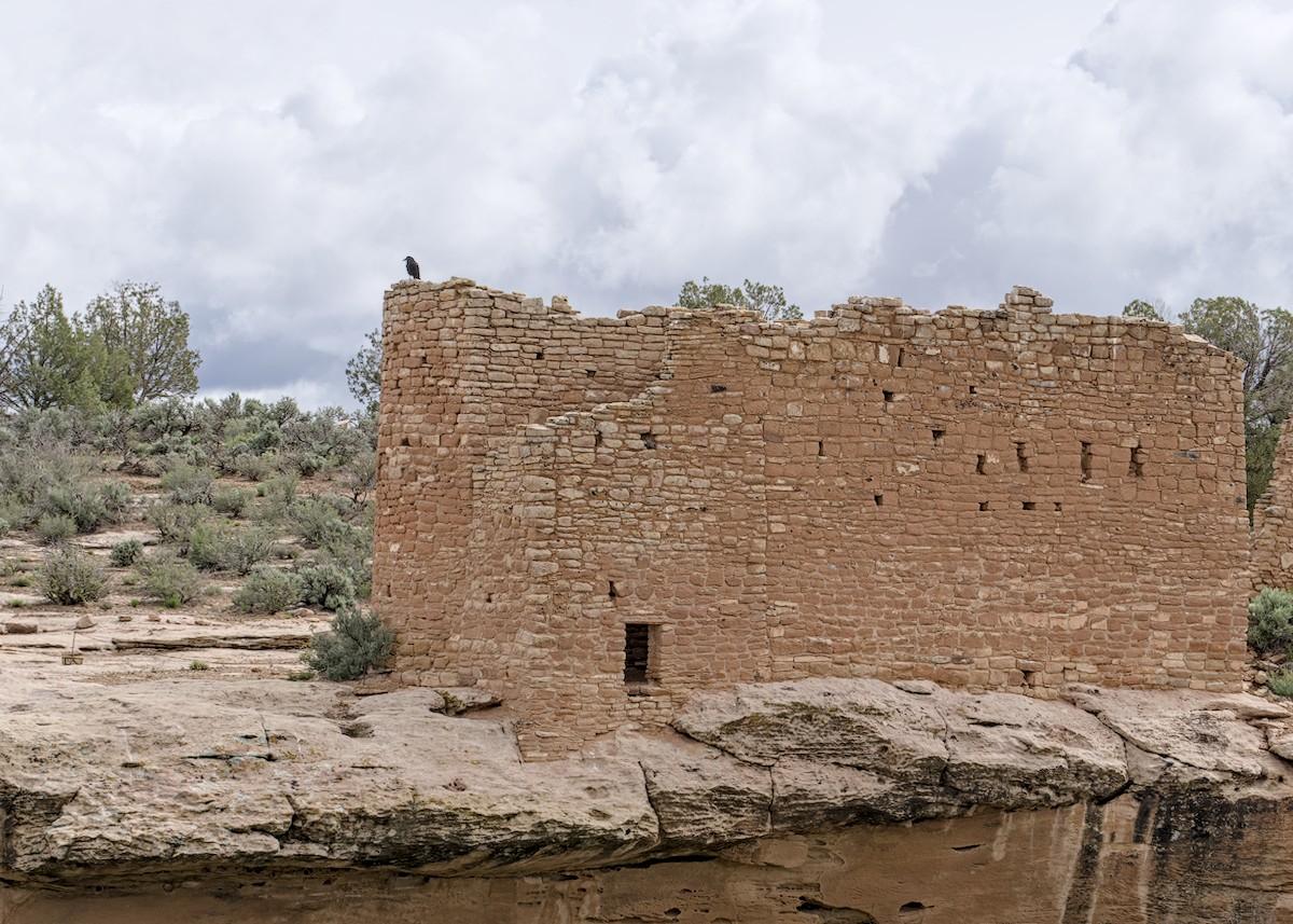 A color landscape photo of a raven standing on the corner of an ancient structure made of native brown-red sandstone bricks. The structure is badly eroded and has no roof. In the foreground the rim of a canyon can be seen. In the background on the left is a short juniper tree and sagebrush. The sky is covered with dark clouds.
