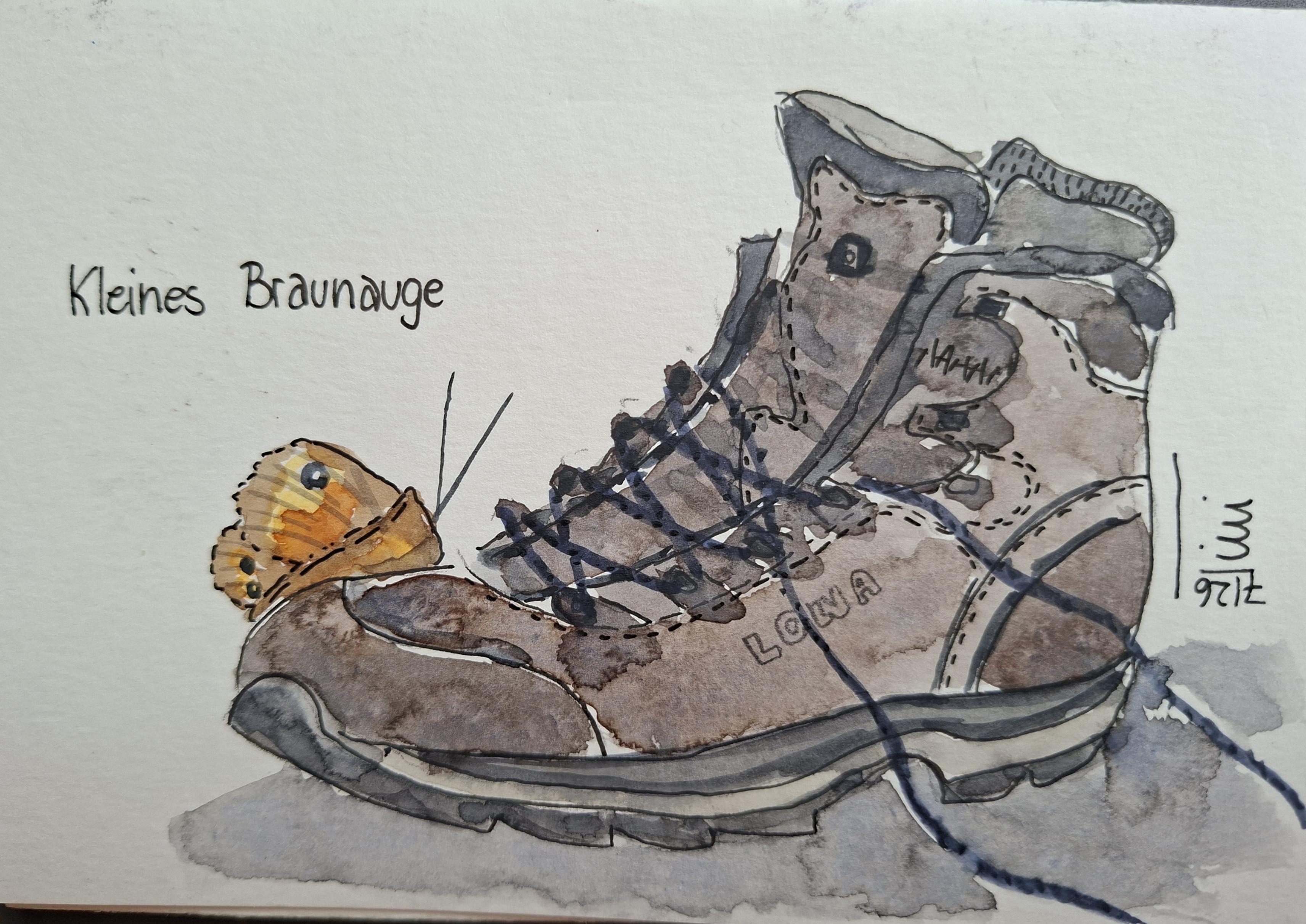 Zeichnung eines grau-braunen Wanderschuhs, die mit Aquarellfarbe coloriert ist. Ein bunter Schmetterling sitzt vorne auf der Schuhkappe. Der Schmetterling ist braun, orange und gelb. Am Flügelrand sind schwarze Punkte. Darüber steht "kleines Braunauge".
