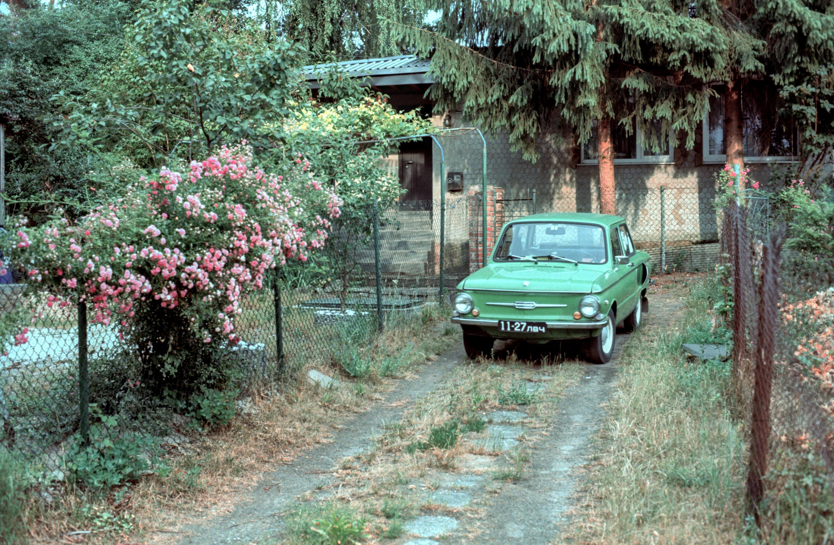 A vintage light green ZAZ car is parked in the driveway of a modest house, surrounded by lush trees and blooming pink roses behind a chain-link fence. The quiet residential scene has a nostalgic atmosphere, with overgrown grass and soft summer light enhancing the vintage feel.