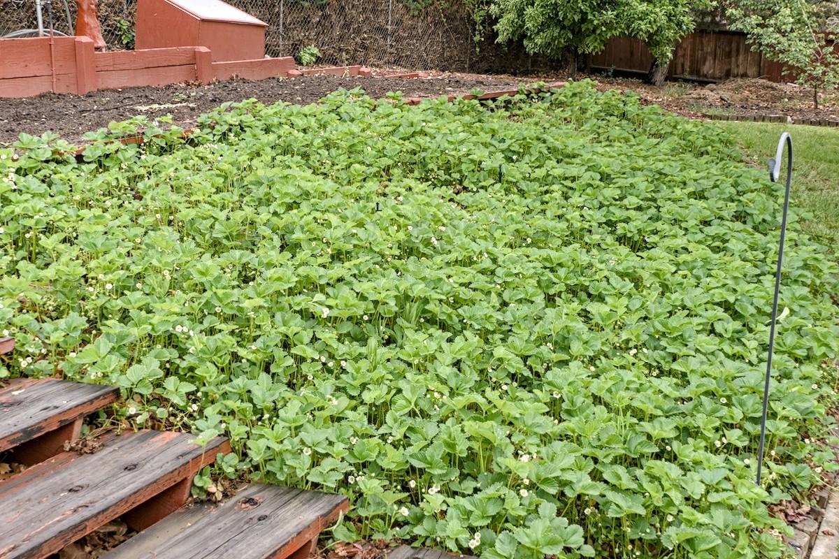 A color landscape photo of a large strawberry patch on a slightly sloping hillside leading up to a flat garden area. There are a couple of steps in the lower left that lead up to the garden area. There's nothing in the garden, however. But the strawberry patch is thick with growth and small white flowers.