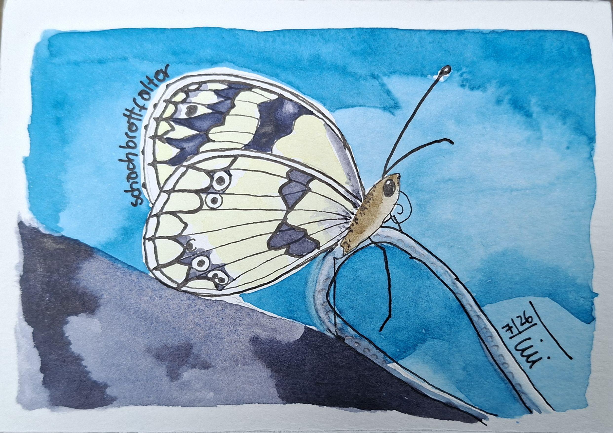 Die Aquarellzeichnung in der Line-and-Wash Technik zeigt einen Schmetterling, der ein dunkelgraues Muster auf zart gelben Flügeln hat. Der Schmetterling sitzt vor einem hellblauen Untergrund. Der Schmetterling ist mit "Schachbrettfalter" beschriftet.