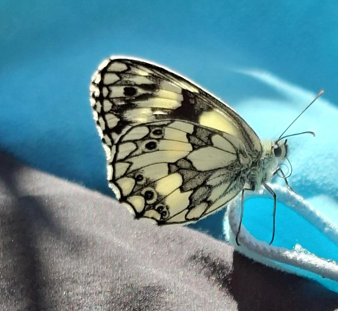 Ein stark vergrößertes Foto zeigt einen Schmetterling mit schwarzem Muster auf zart gelben Flügeln. Er sitzt auf dem Rand eines türkisfarbenen Tuchs.