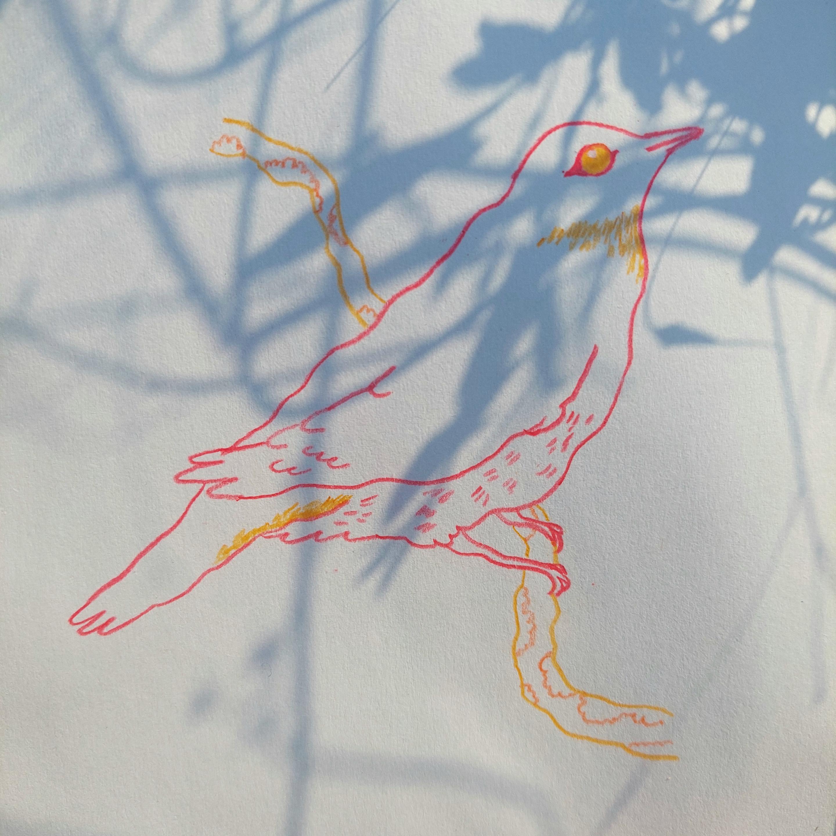 Simple line art drawing of a bird sitting on a branch. The bird is drawn with red and ocre coloring pencils, and the branch with ocre and orange. On top of the drawing we can see shadows of leaves and grass.