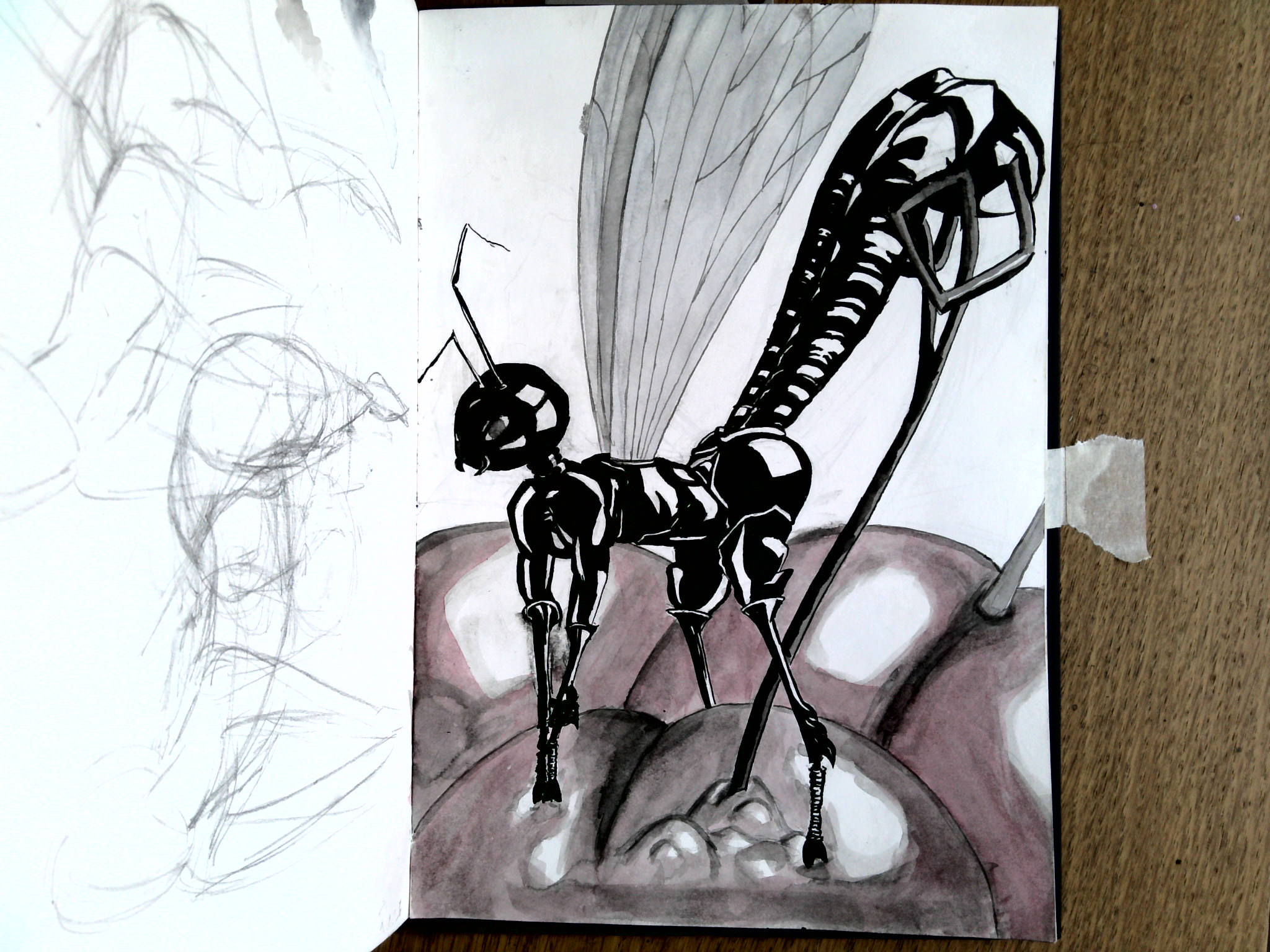 sketchbook open to drawing of a shiny black wasp woman standing on four legs on a pile of cherries and injecting eggs in them with a tube from the end of her tail