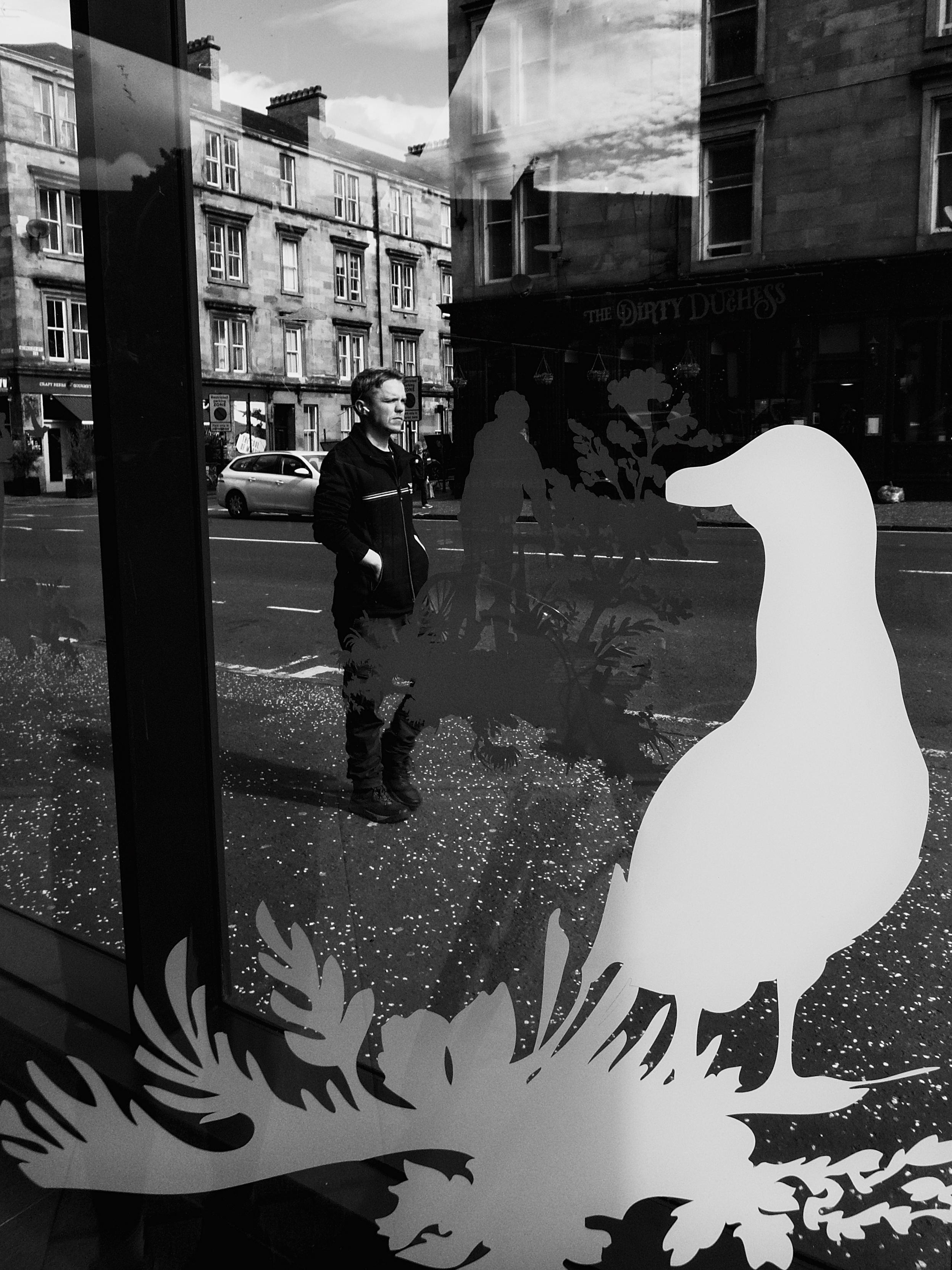 A white silhouette of a large bull on a window display in the Finnieston area of Glasgow, looking through the two corner panes of glass to the street beyond where a man with his hands in his pockets is walking past. Reflections of buildings and a well-lit stone tenement can ben seen on this multi-layered scene.
