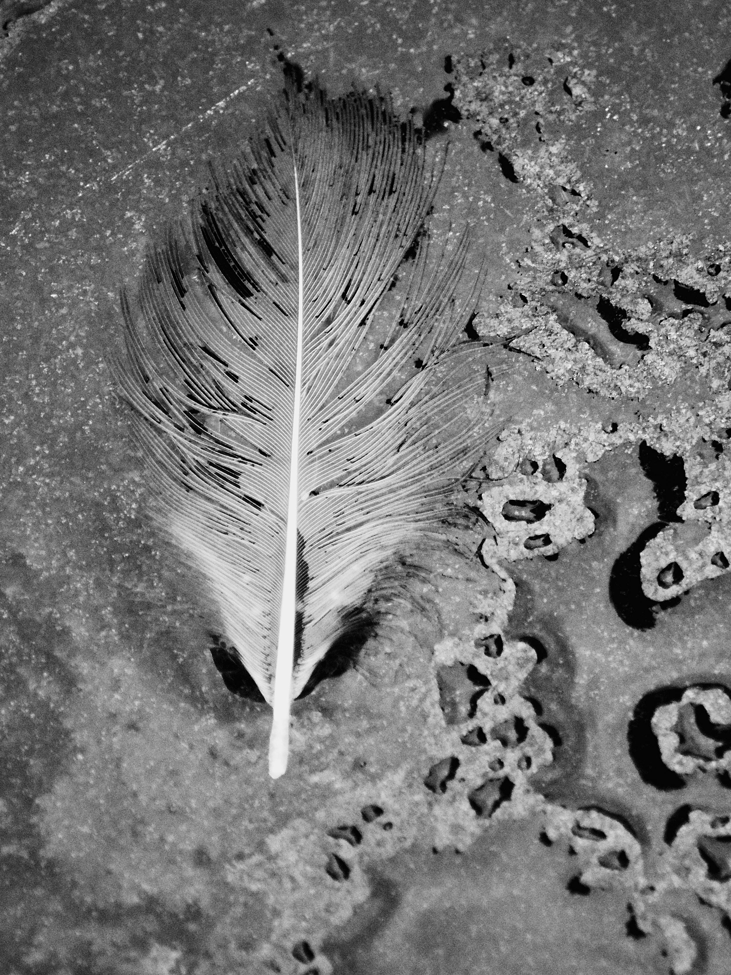 A sodden pale feather lies in rainwater pooled on a black marble seat after a downpour. The fibres of the feather are matted together by the water, which lies around it in small droplets on the hard surface, creating an abstract scene.