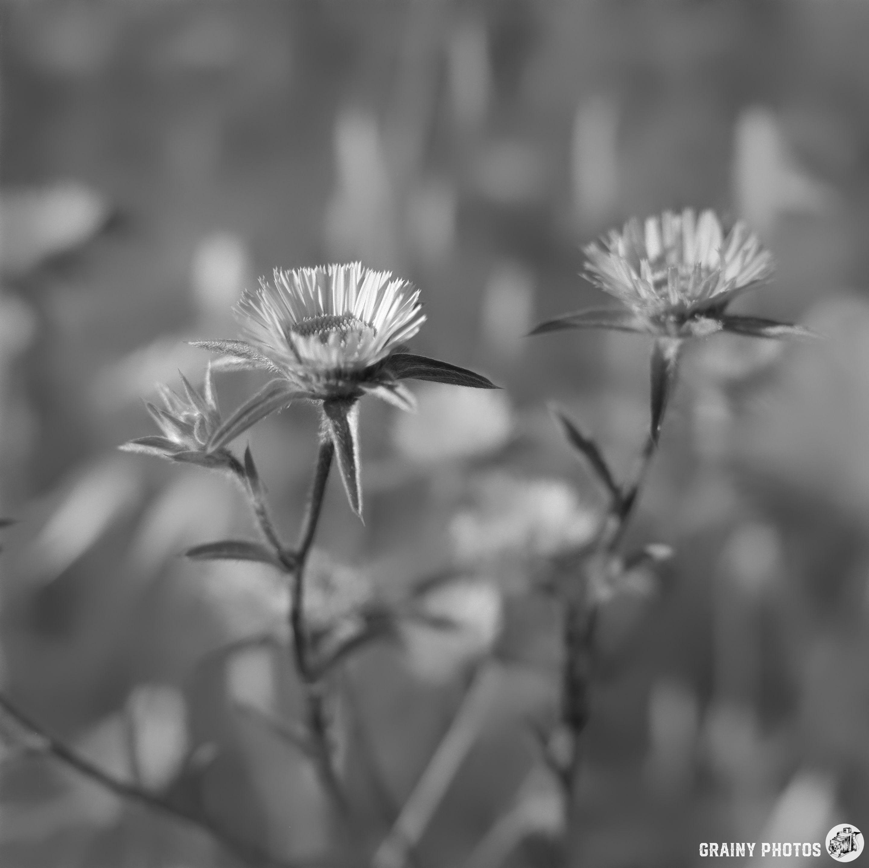 Black and white close-up of delicate flowers with textured petals and green leaves, softly blurred background emphasizing their beauty and elegance.