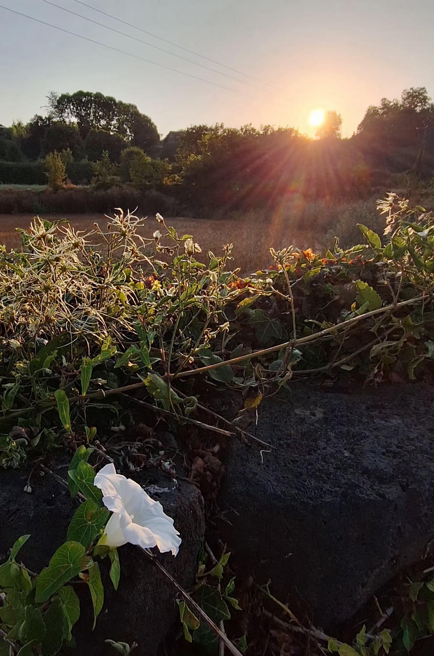 The image shows a humble, bell-shaped wildflower, white, delicate and elegant, growing on a wall in a field in La Garrotxa, receiving the first rays of sunlight this morning along with other wildflowers. The sun peeks out from behind a row of trees at the back of the field.