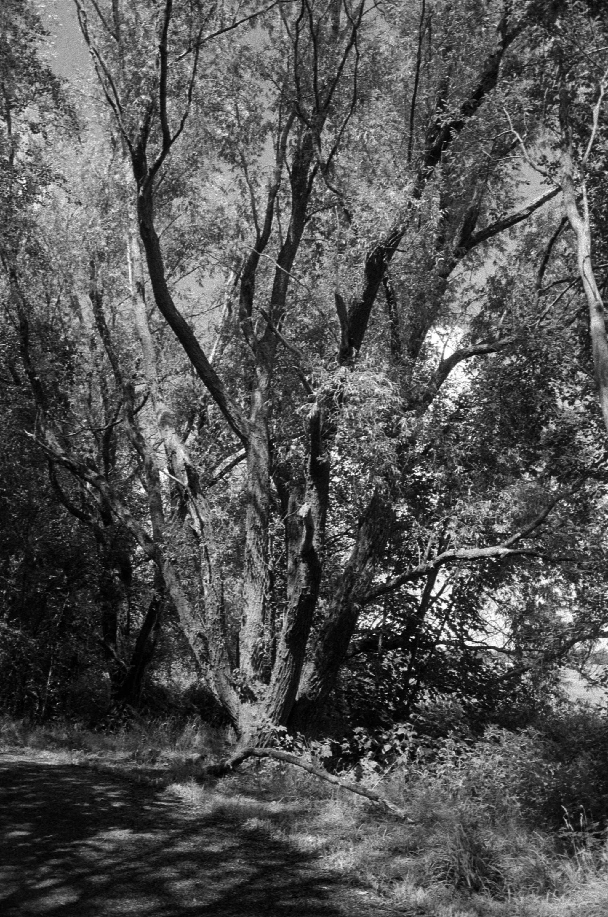 A black and white film photograph showing light and shade on a tree next to the woodland path near my home