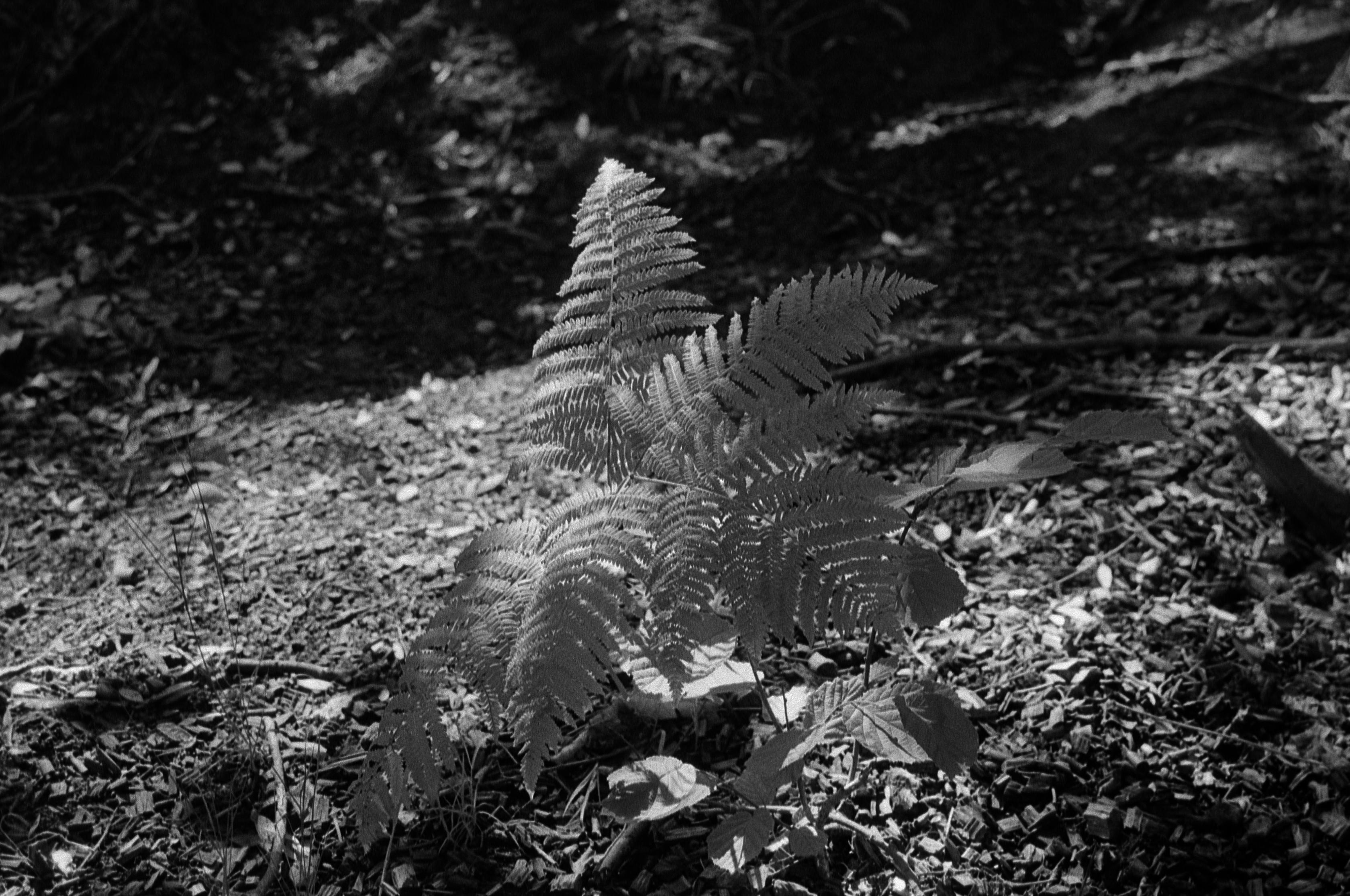 A black and white film photo of a fern reaching for the pool of sunlight shining through the canopy.