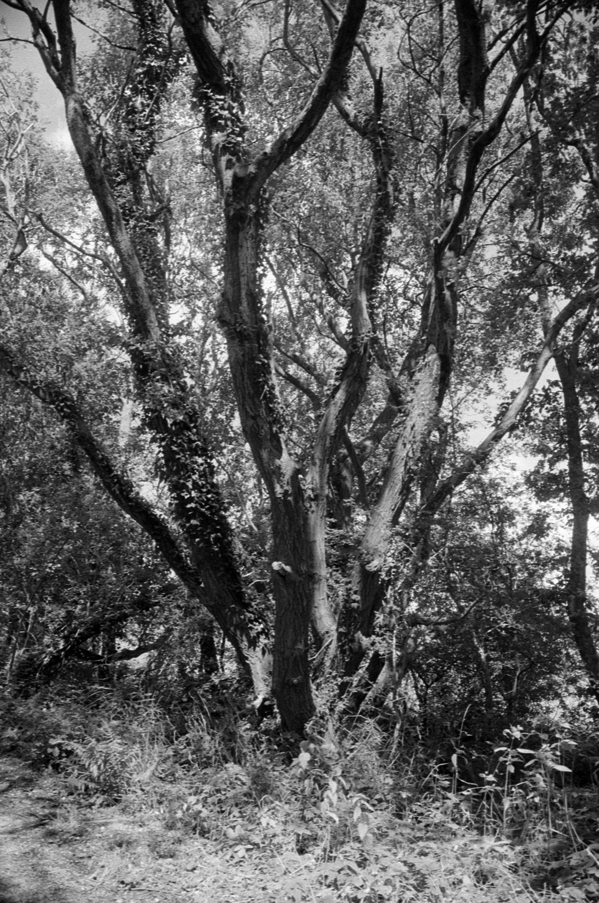 A black and white film photograph of a tree dappled with light next to the woodland path near my home.