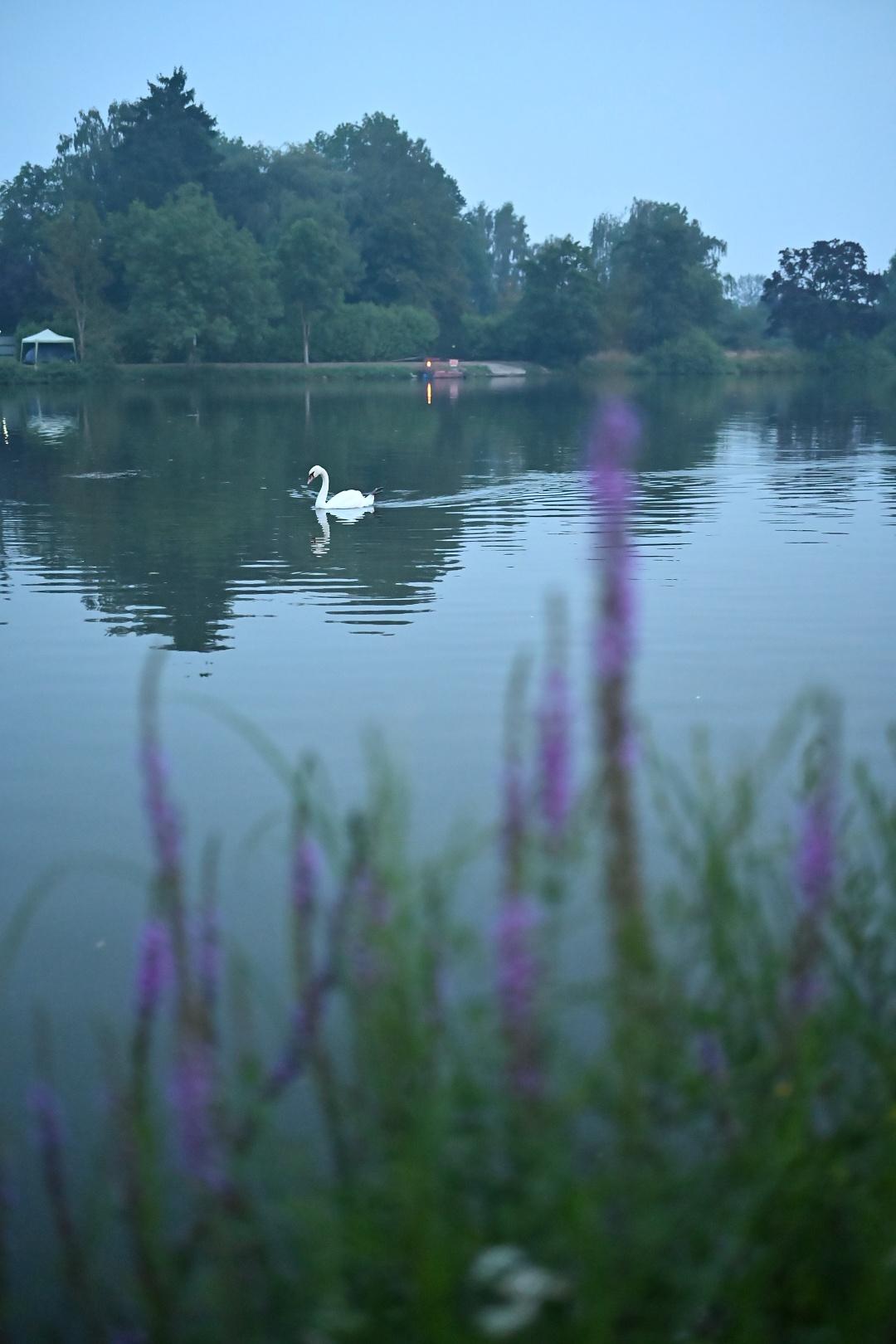 A swan swims peacefully along the shore, framed by some purple wildflowers on the shore.