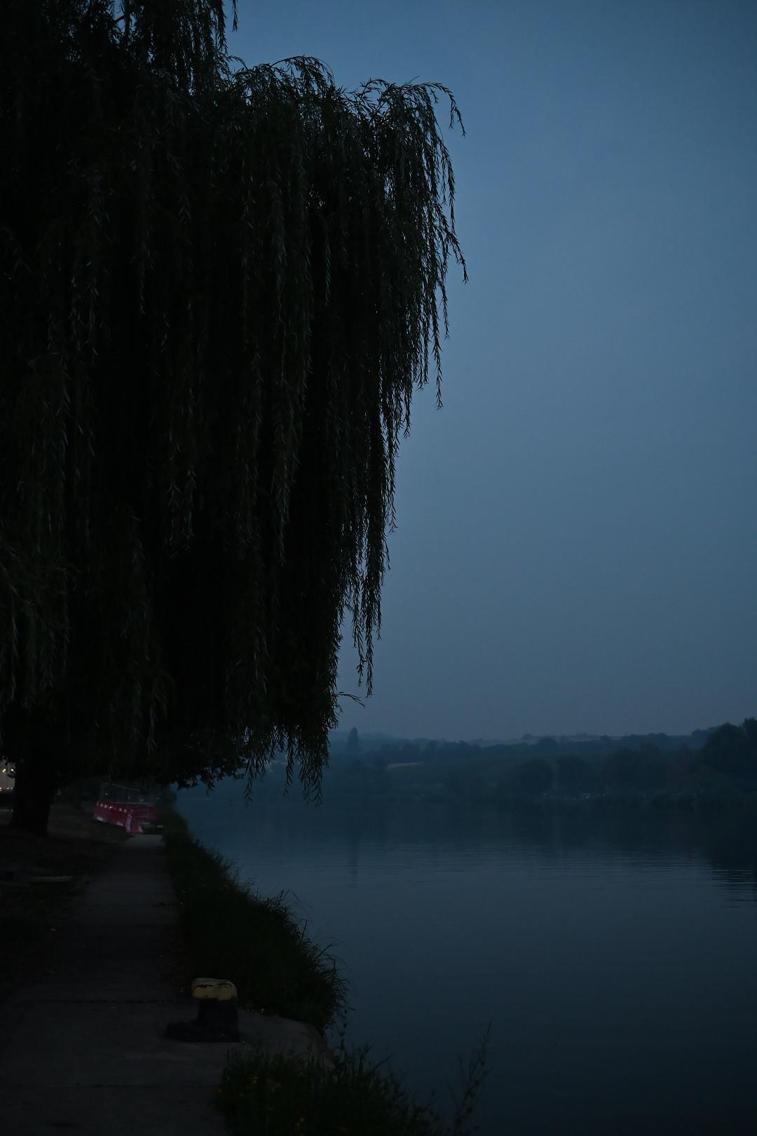 A willow, looming dark over the slightly misty Mosel river.
