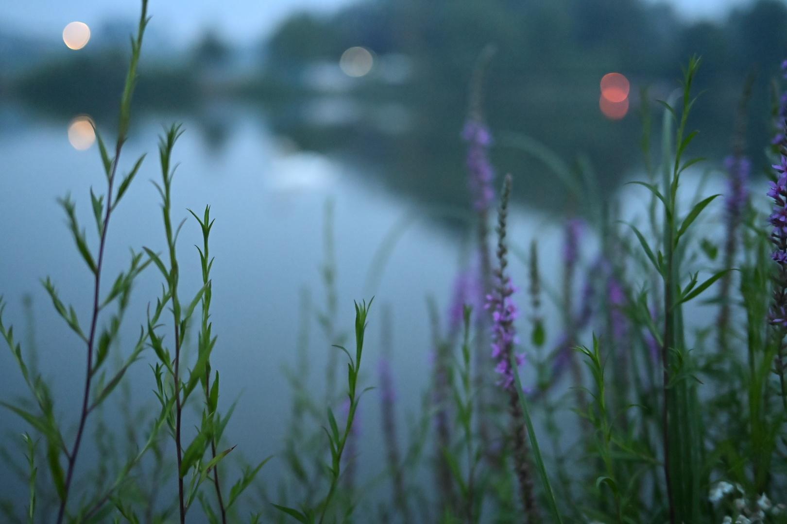 The purple wildflowers in focus, with a blurry swan and lights in the background.