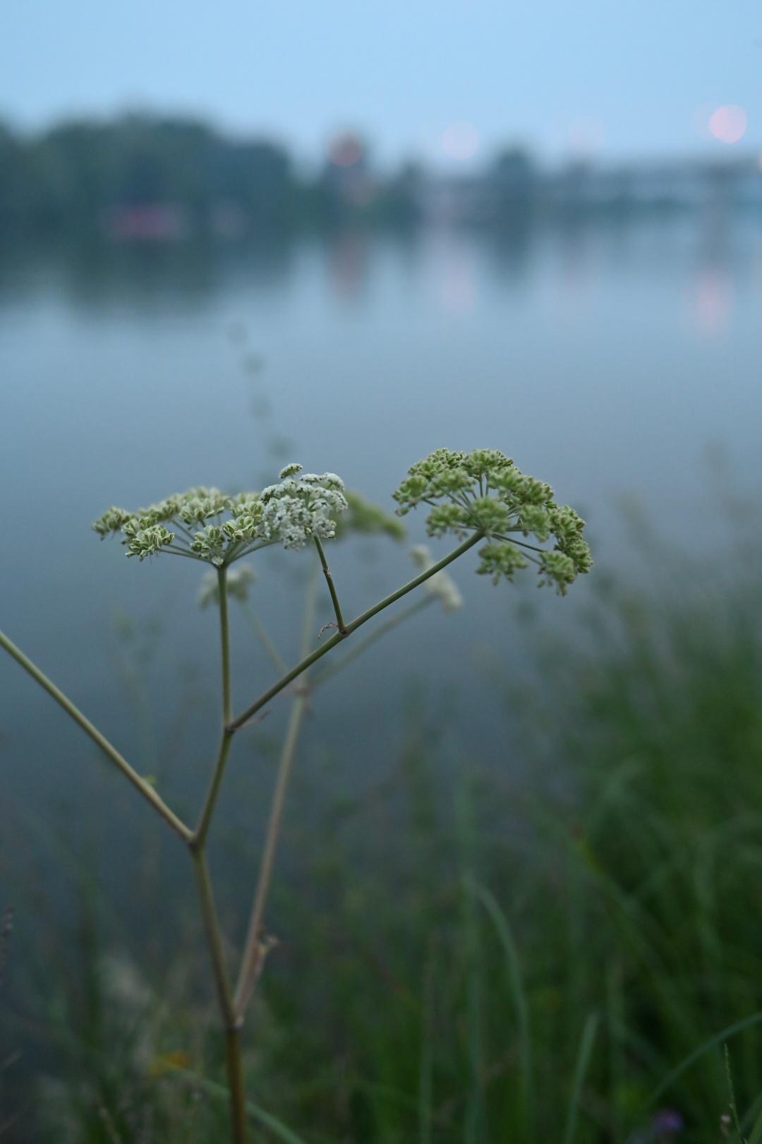 White wildflowers by the river shore in the evening gloom.