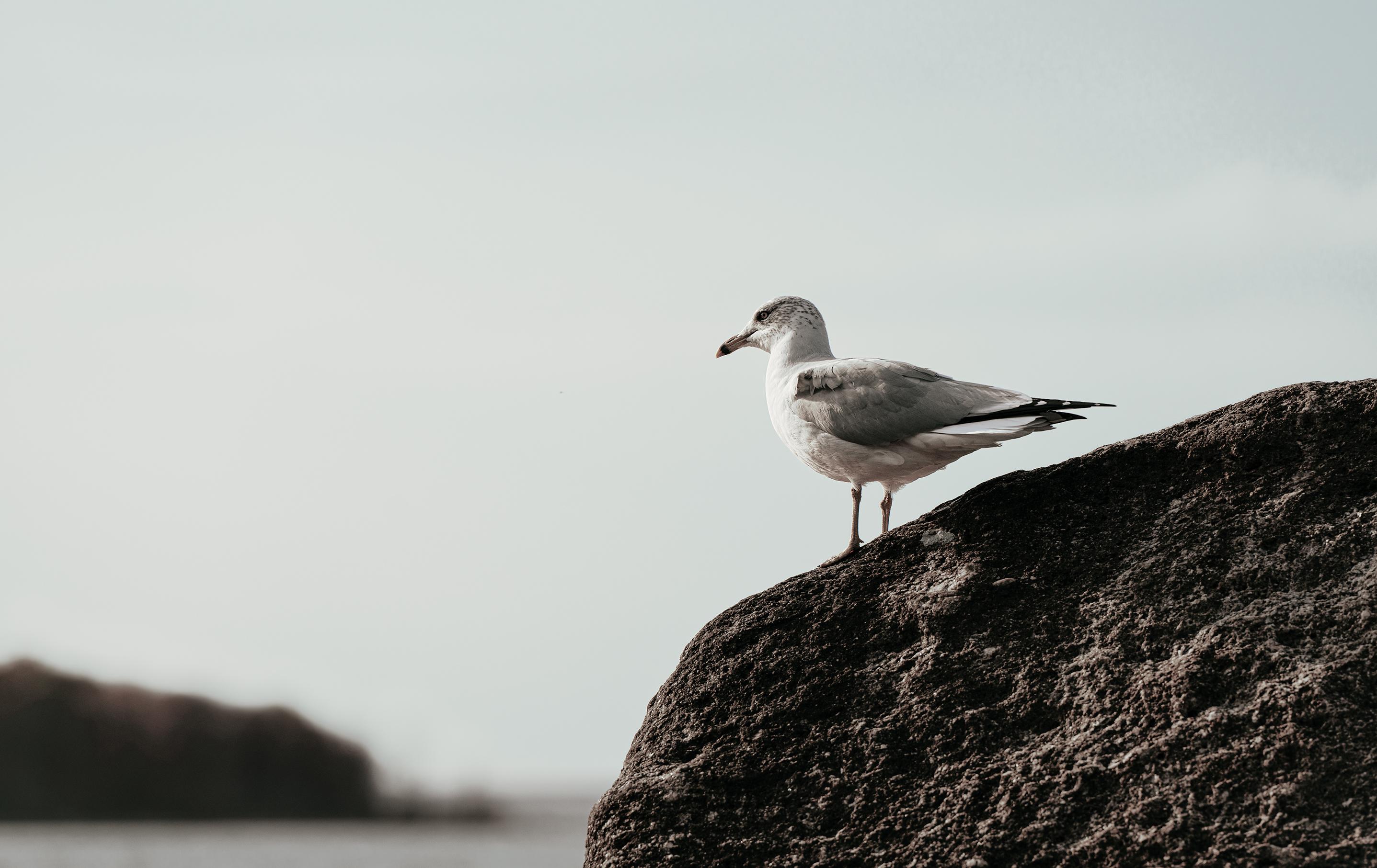 A desaturated image of seagull standing on a large, dark, textured rock. The rock takes up almost a quarter of the lower right side of the image. The gull is looking to the left of the image, in the direction of a smaller, dark shape: distant land. The  shapes - the rock and the land - echo one another. Between them lies a line of water; above them, light, cloudless sky.