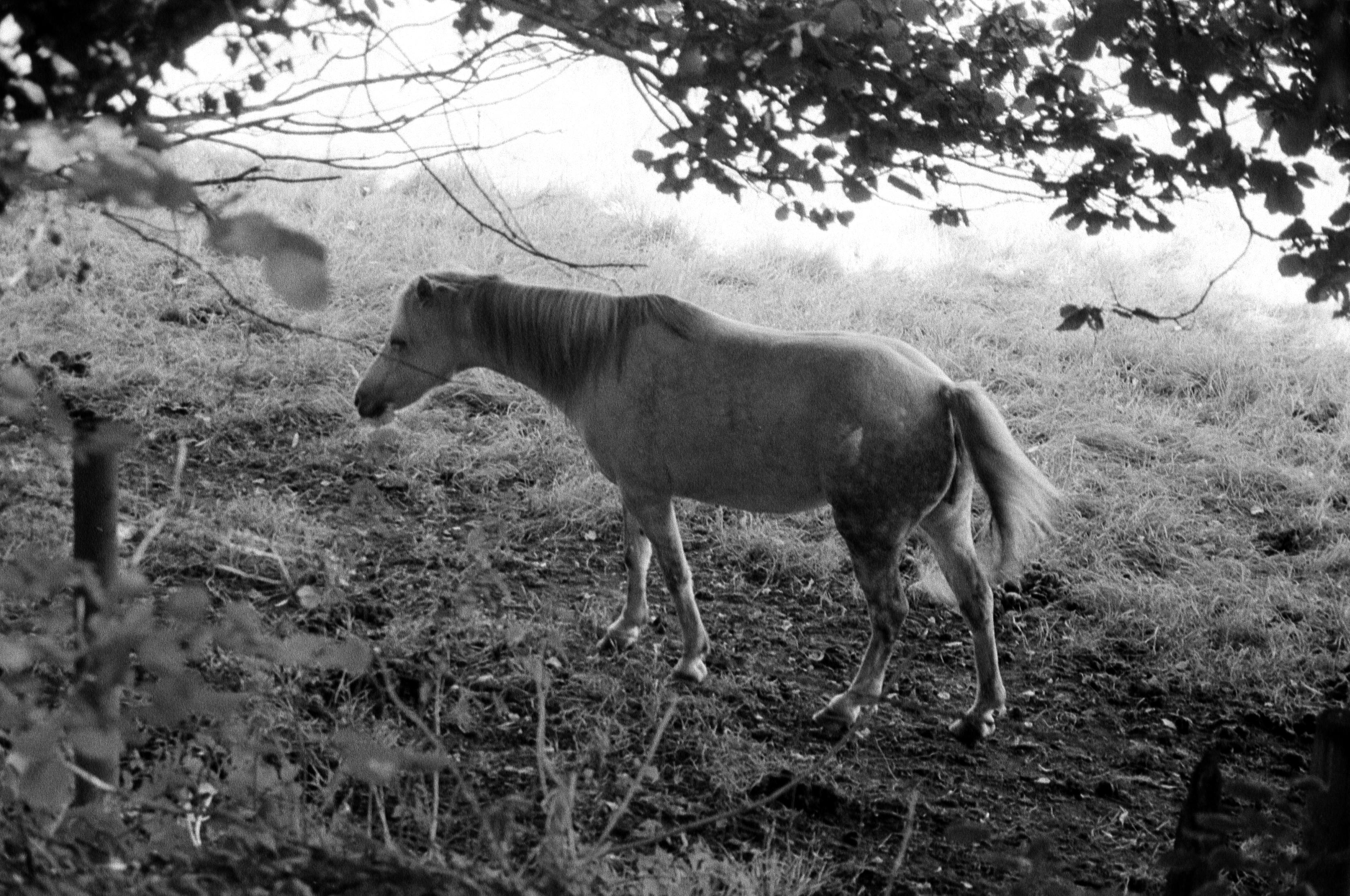 A black and white film photograph of a Pony enjoying the shade of the trees lining the woodland path near my home.