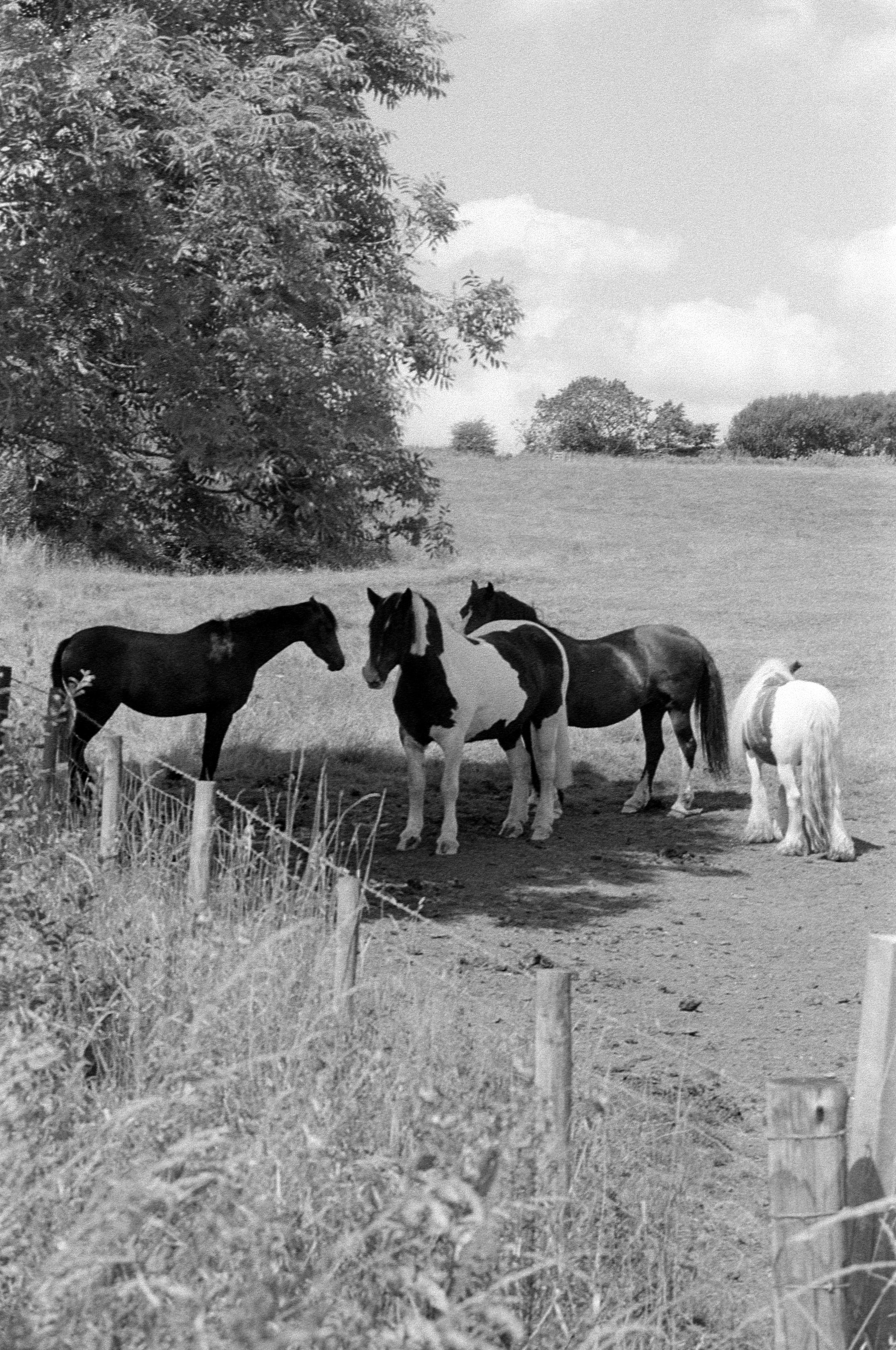 A black and white film photograph of Horses enjoying the shade of one of my favourite trees at the local farm.