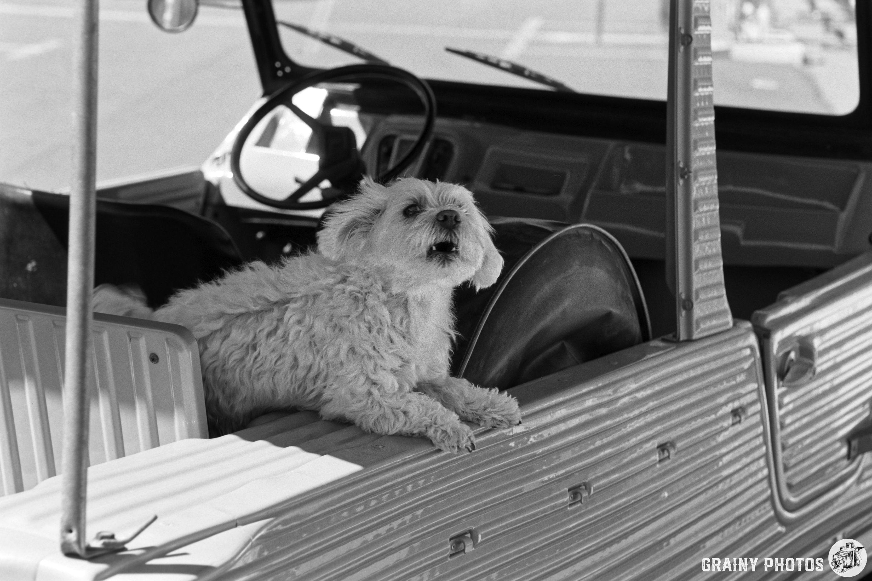 A small, fluffy dog sits in the front seat of a vehicle, looking out the window with a curious expression. The scene is in black and white, highlighting the dog's features and the vehicle's interior details.