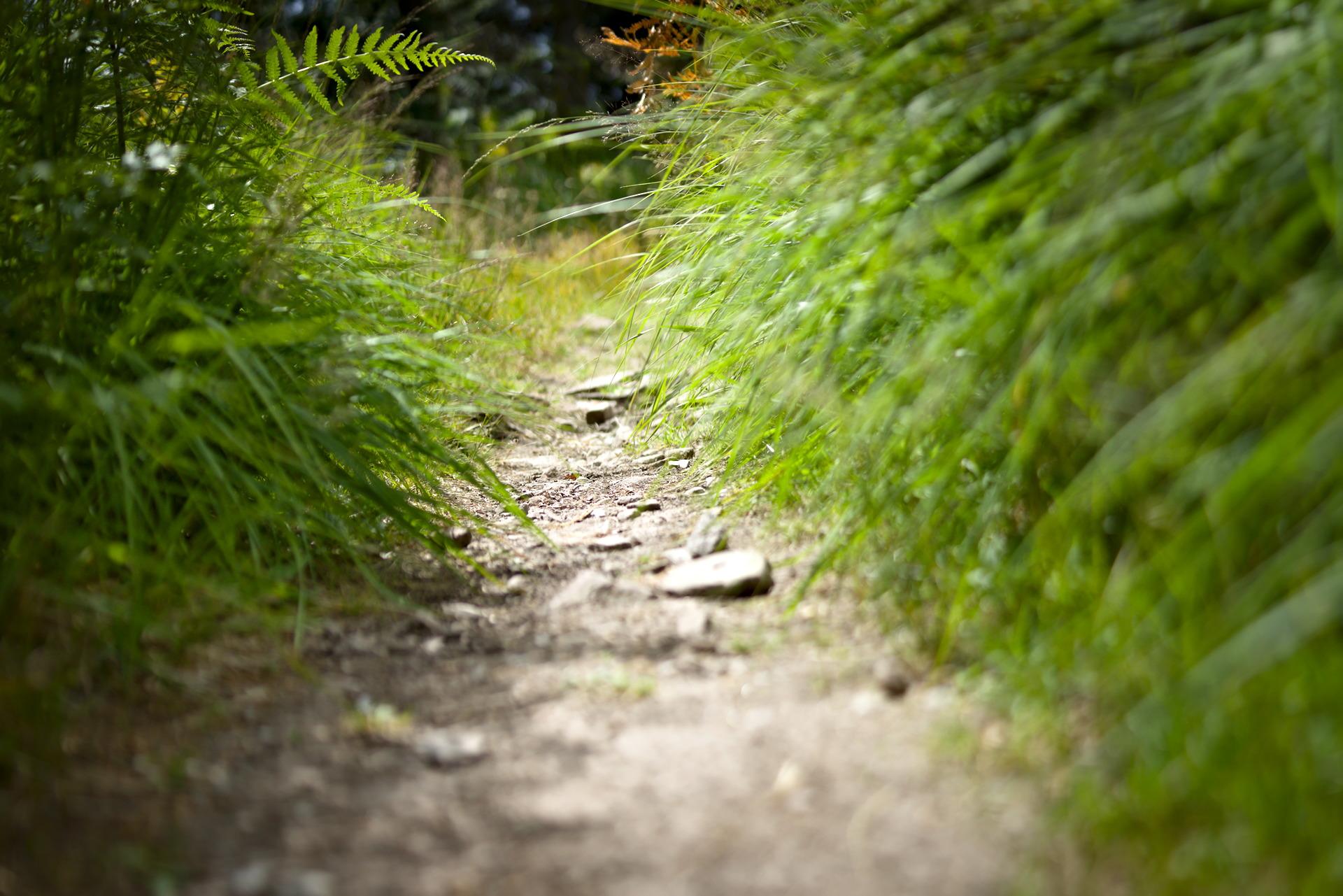 Vue au ras du sol d'un petit sentier forestier rocailleux bordé d'herbes