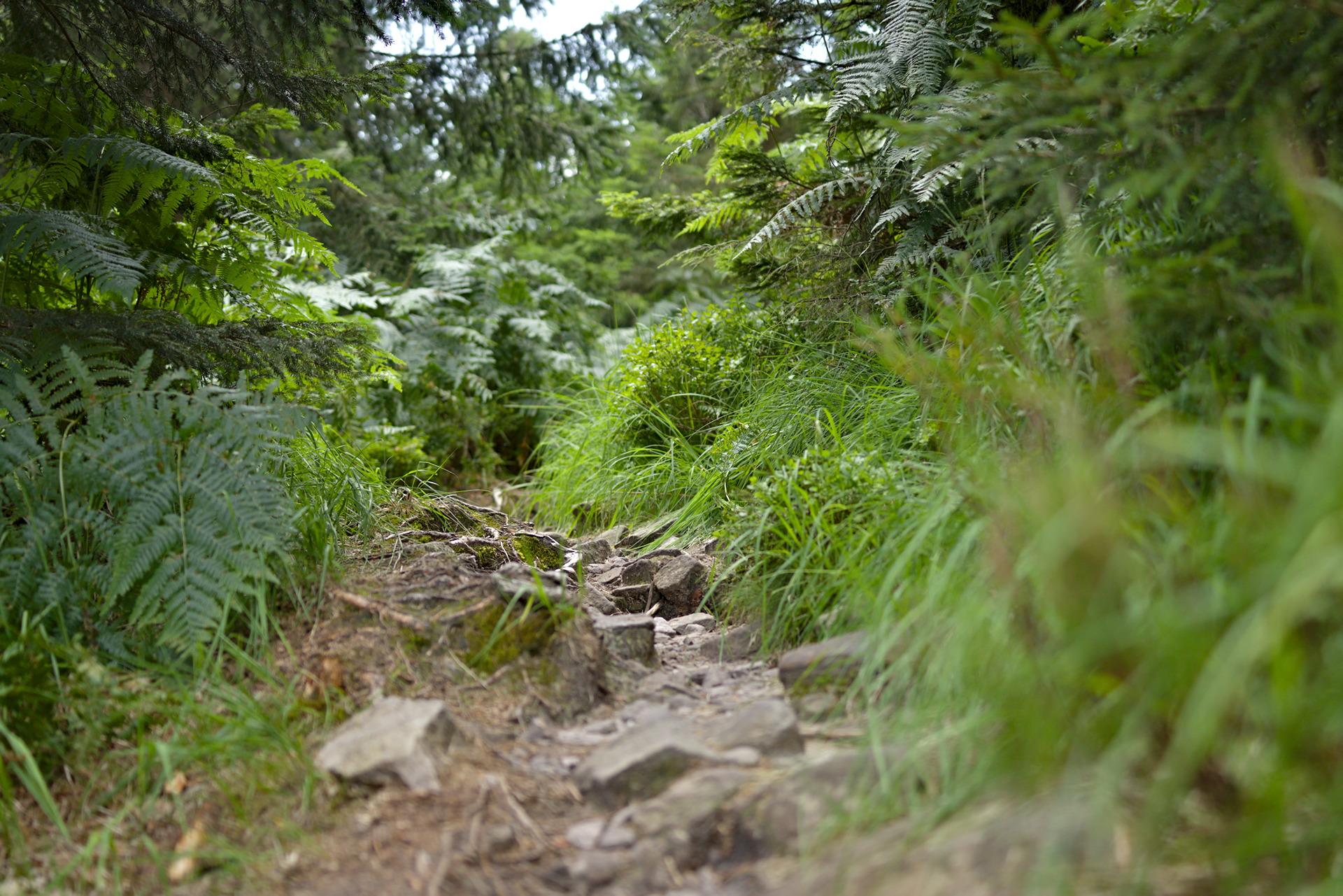 Vue au ras du sol d'un petit sentier forestier rocailleux bordé d'herbes et de petits buissons